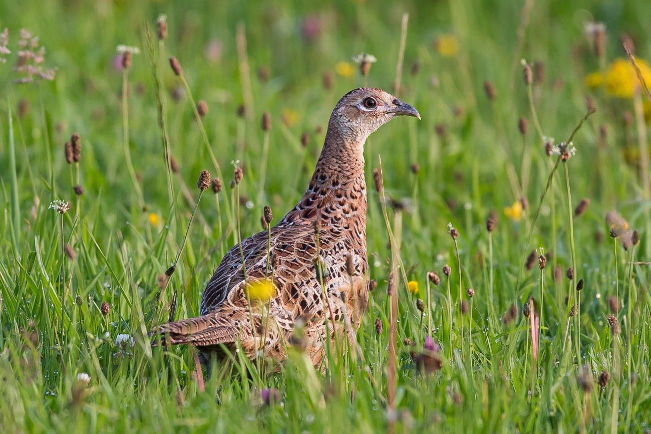 A female Pheasant in a field in the early morning at Porth Dafarch, Holy Island, Anglesey, Wales, United Kingdom.