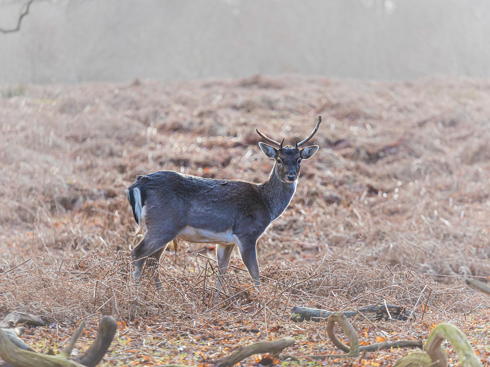 A Fallow deer in winter at Dunham Massey takes an interest in the photographer.