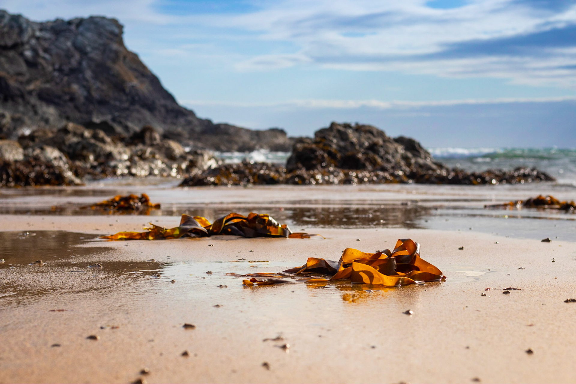 Ribbons of golden seaweed on Porth Dafarch beach, Holy Island, Anglesey, Wales.