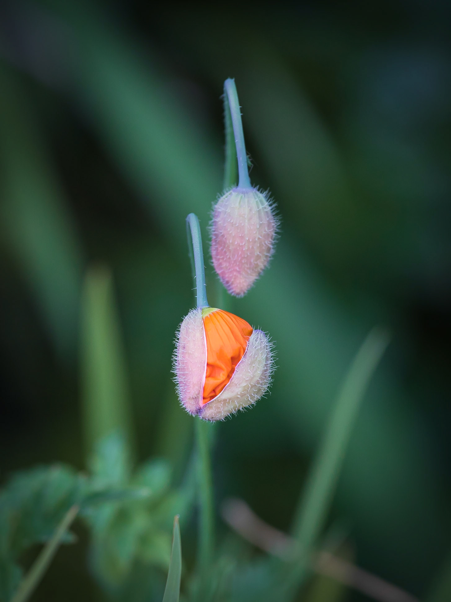 An orange Welsh Poppy just about to open.