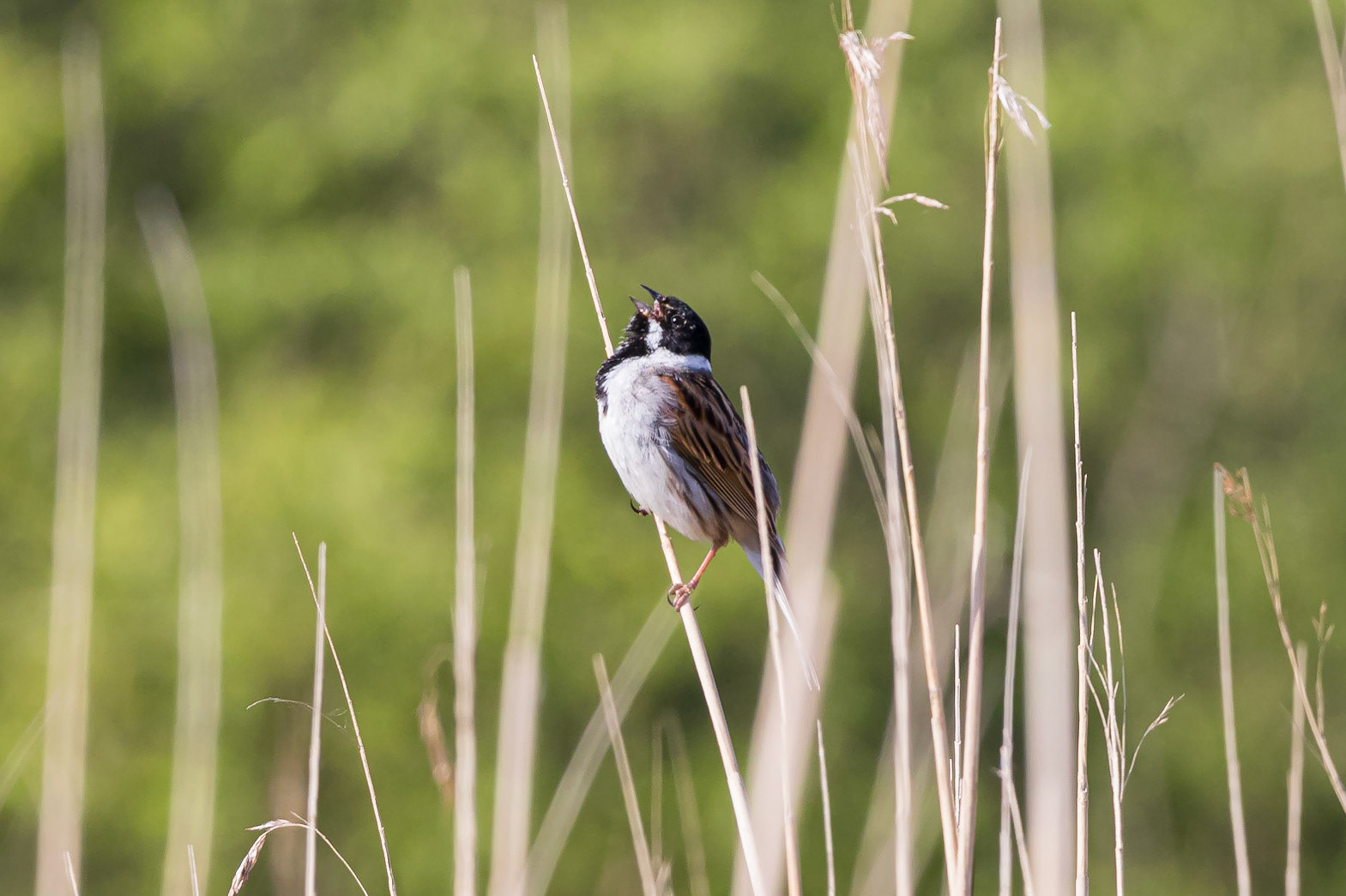 A Reed Bunting sings while gripping a reed in Flixton, Manchester