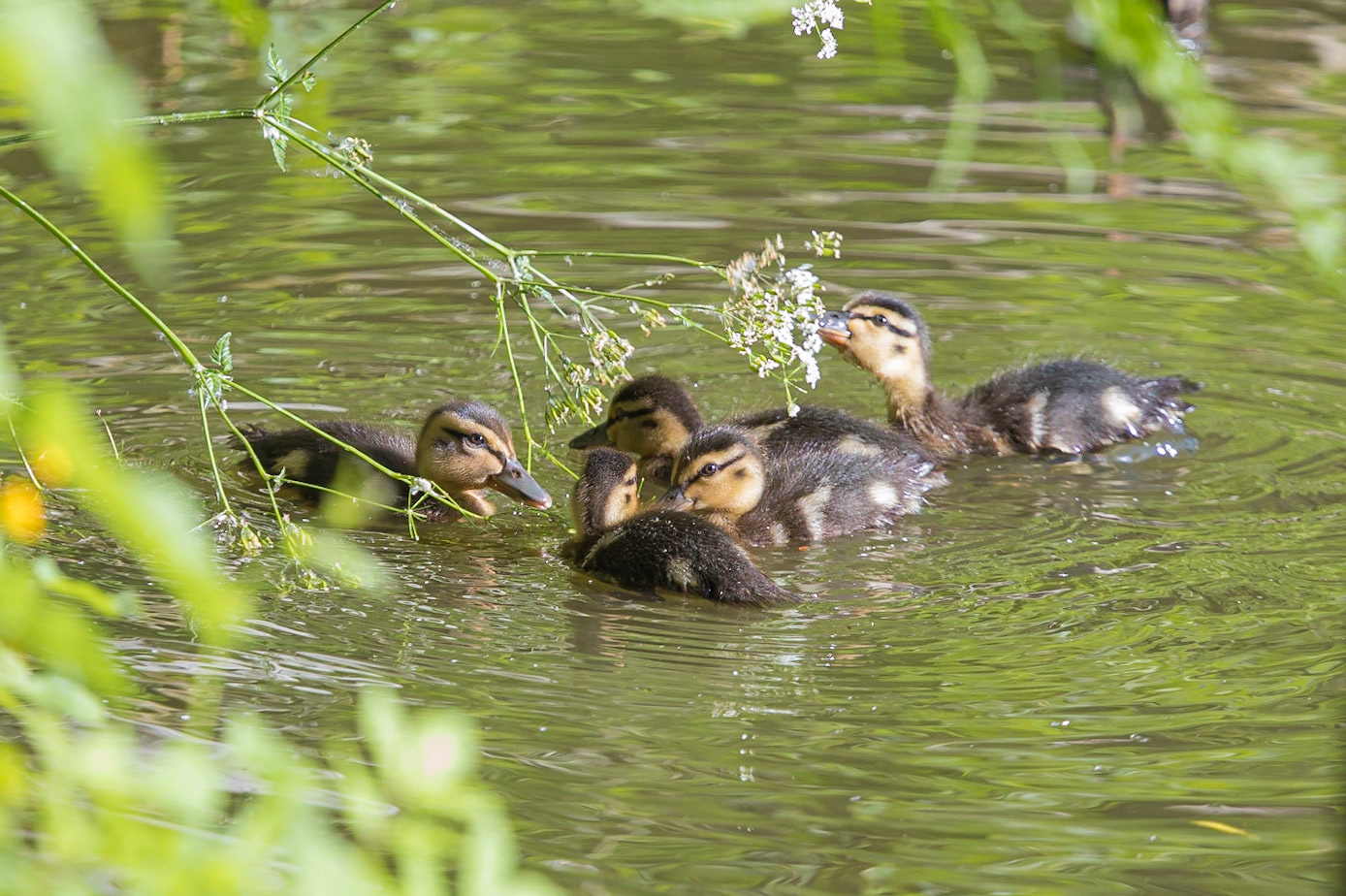 Mallard ducklings enjoyimg the sun at Dutton's Pond, Flixton, Manchester.