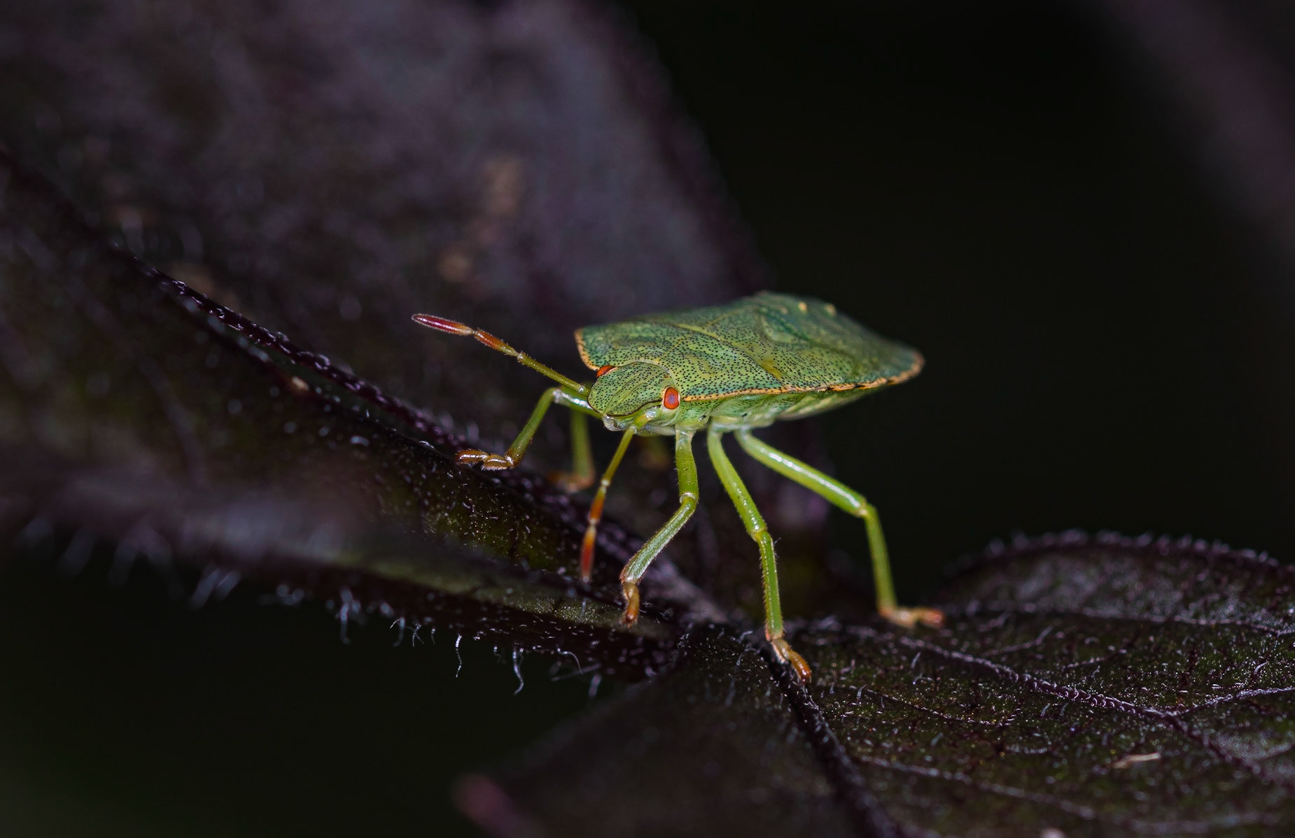A Green Shieldbug nestles amongst dark foliage.