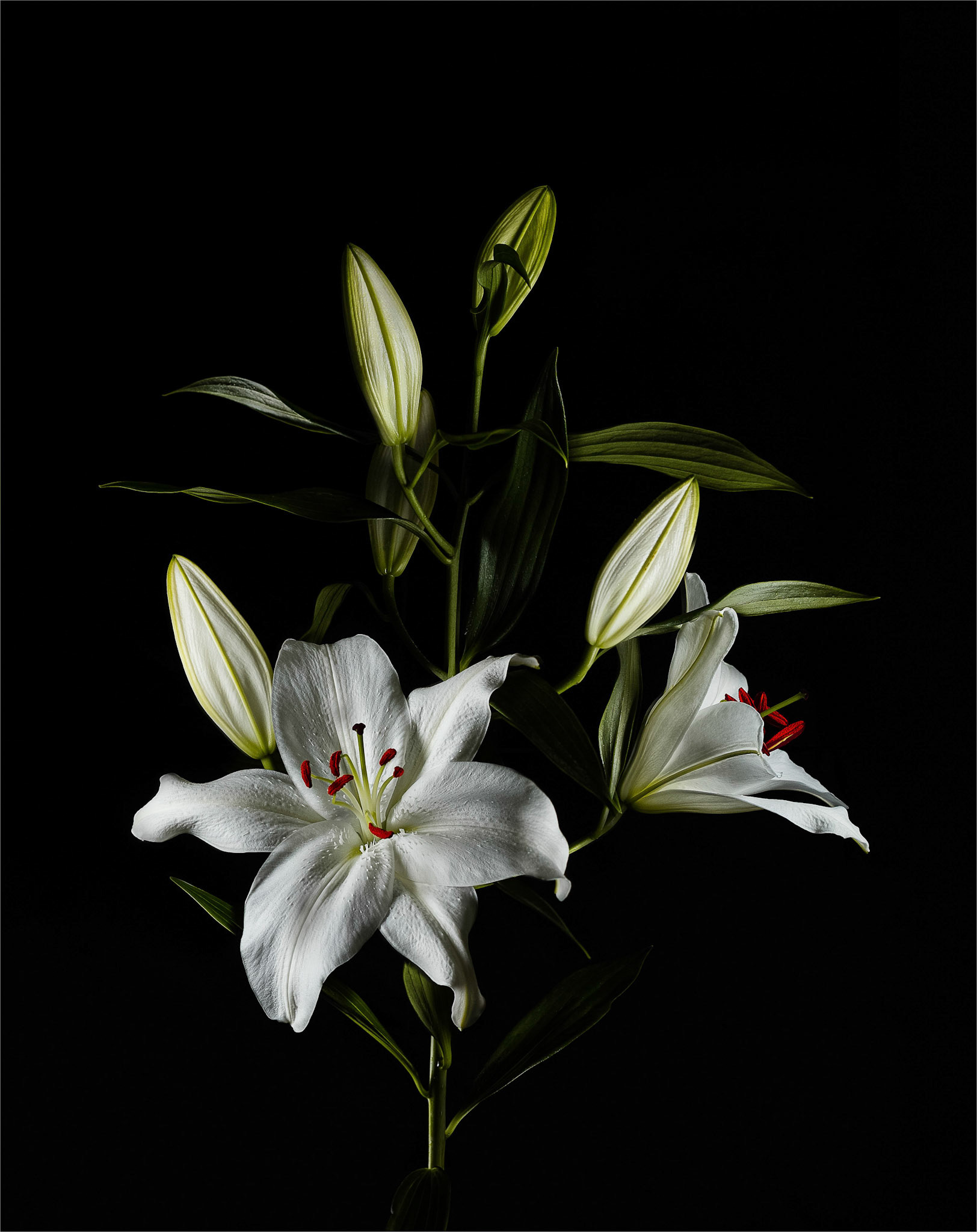 White lilies against a black background