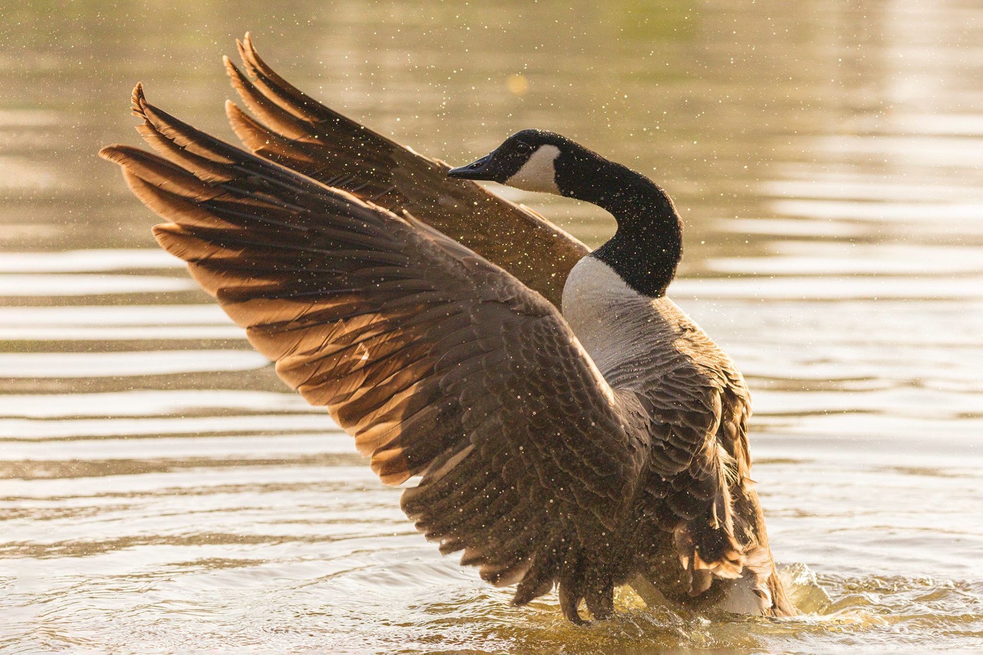 A Canada Goose enjoys a bath in the morning sun.