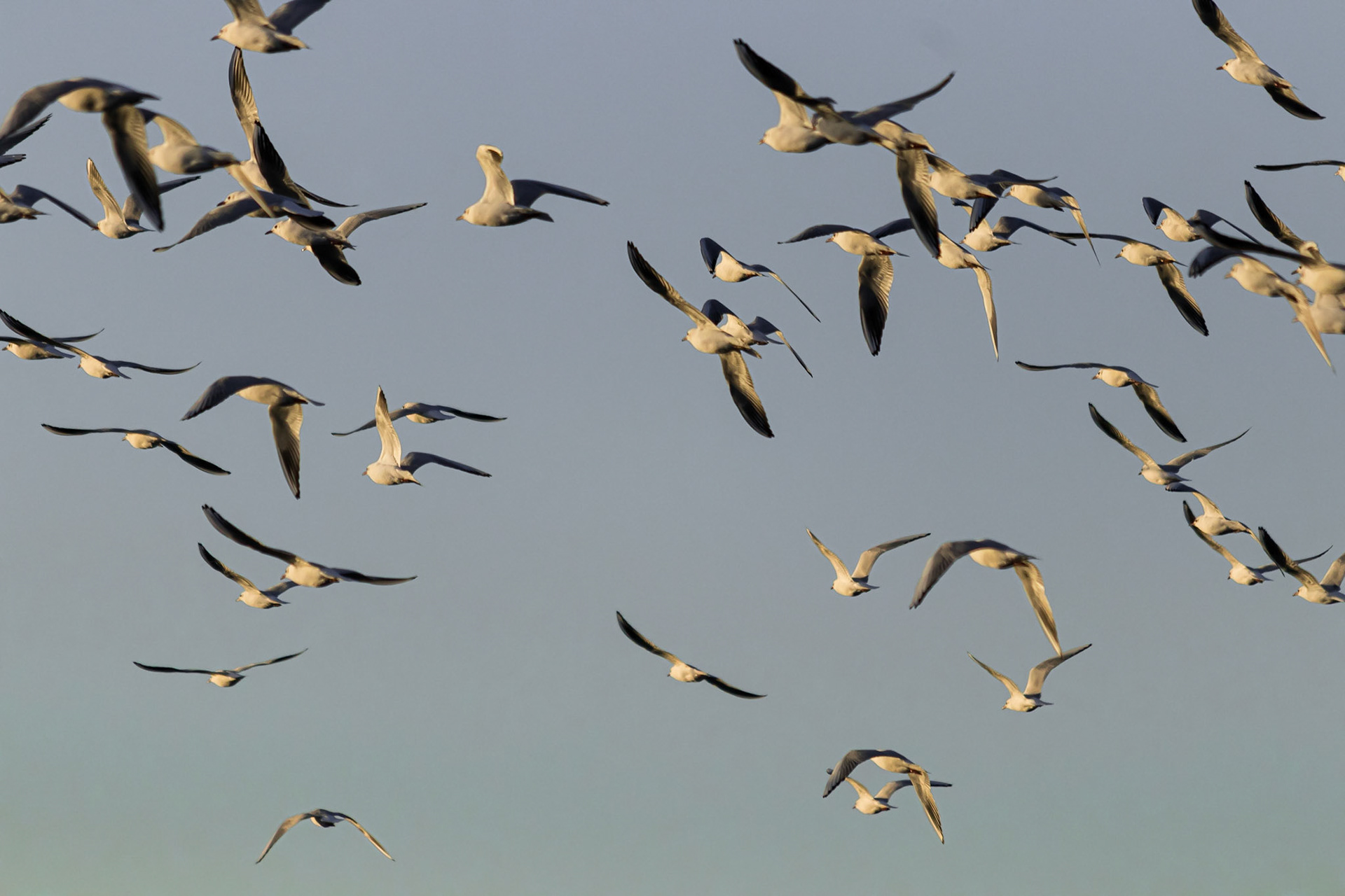 Black Headed Gulls taking flight on a winter's morning.