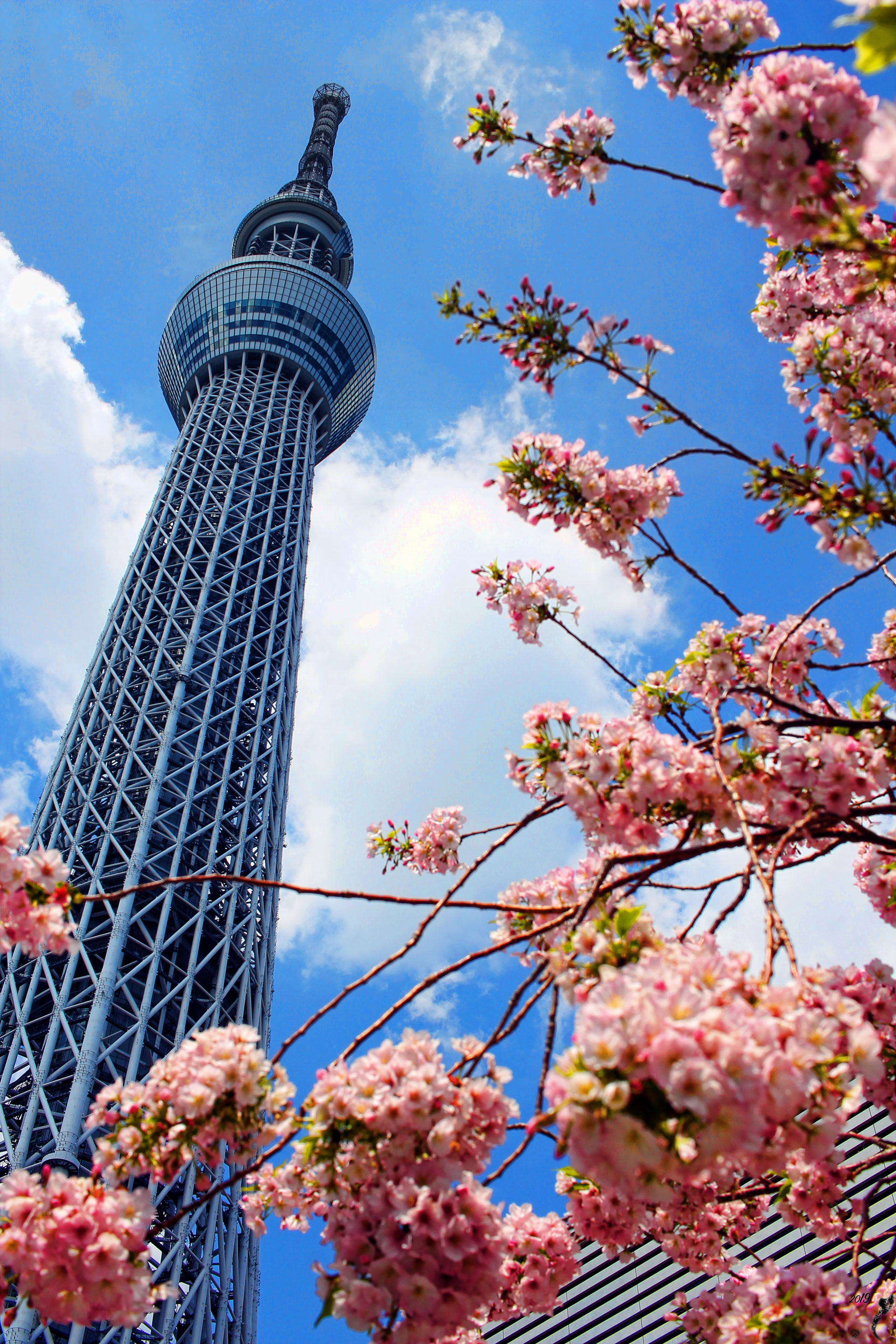 Tokyo Sky Tree