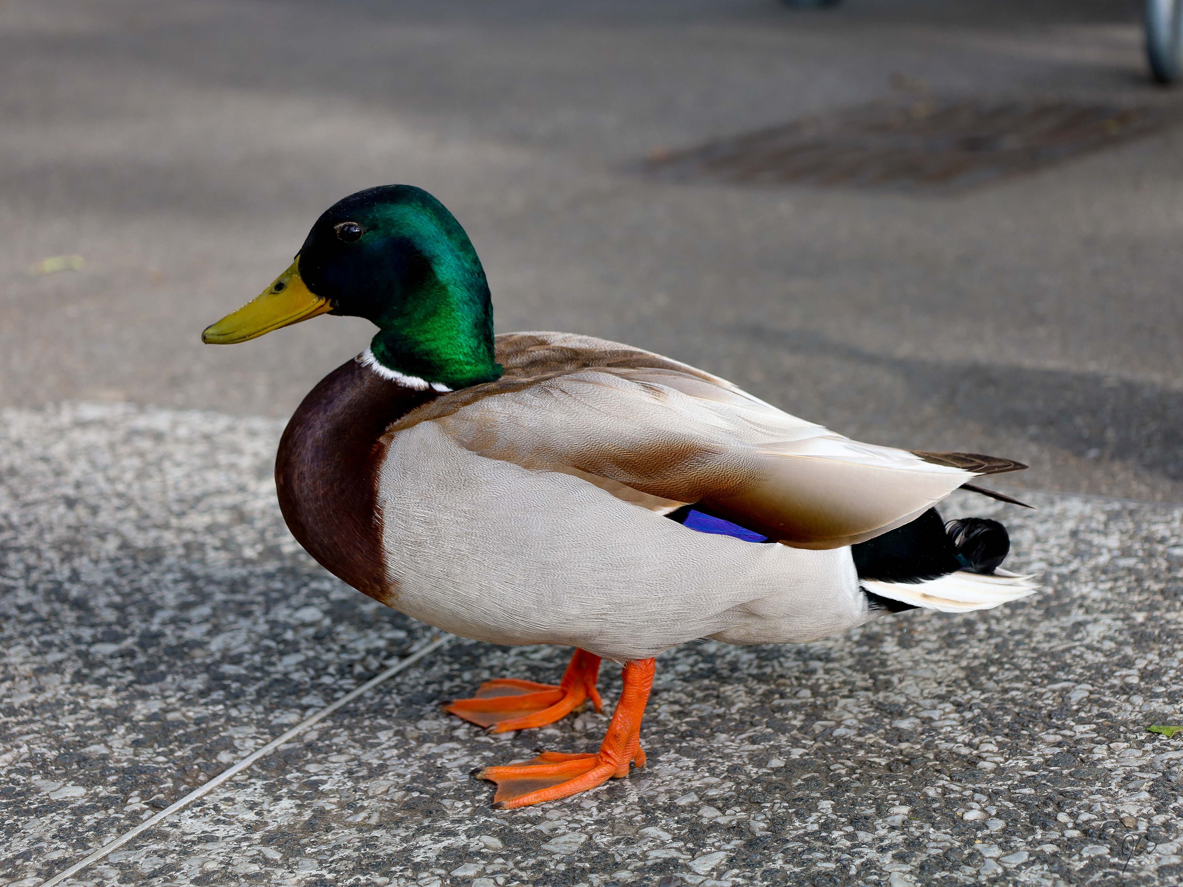 Zurich City Duck