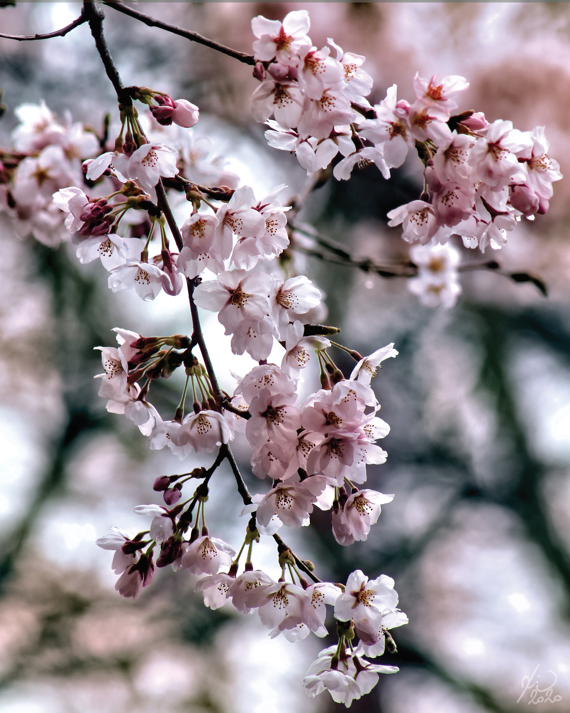 Sakura
