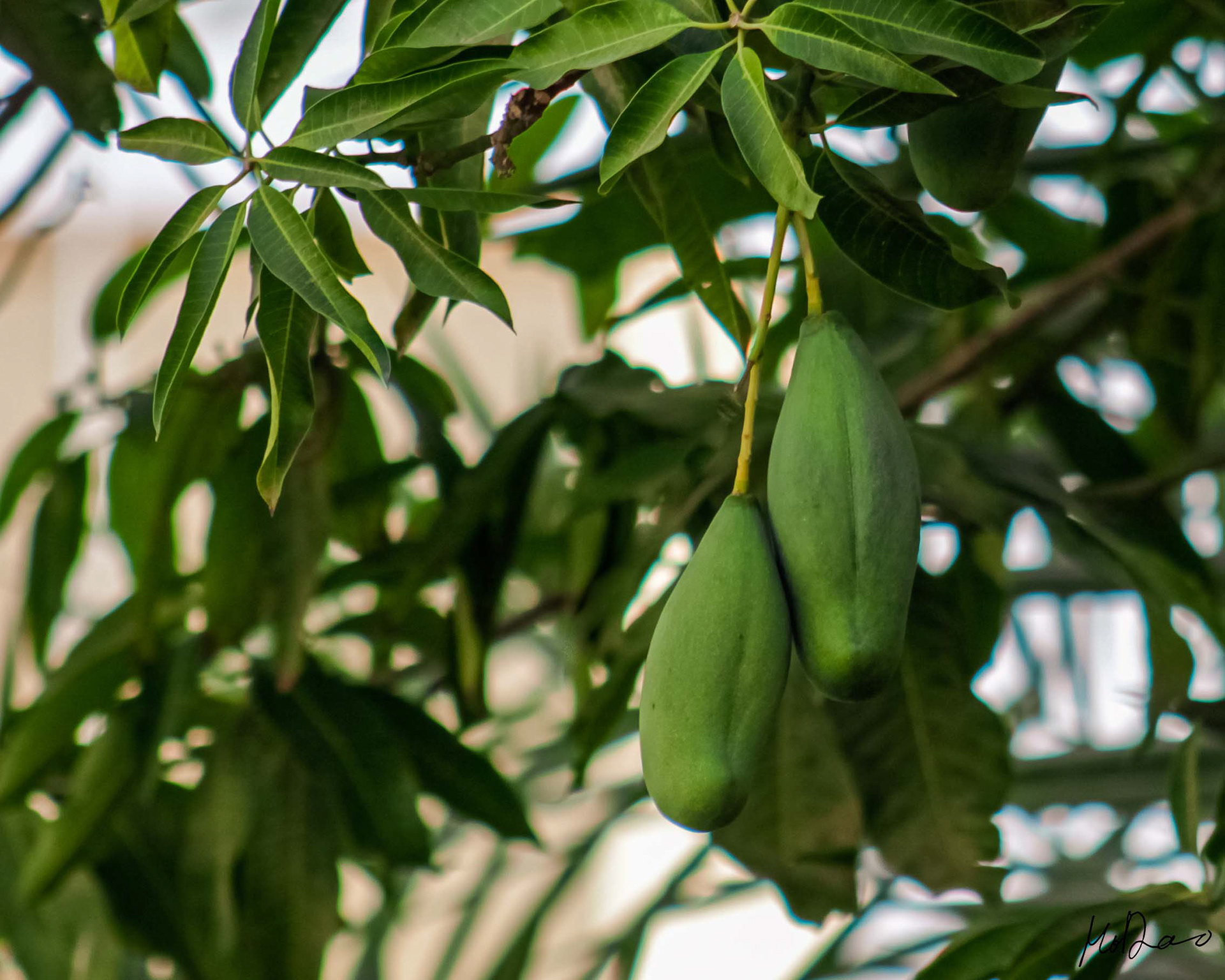 Mango Tree