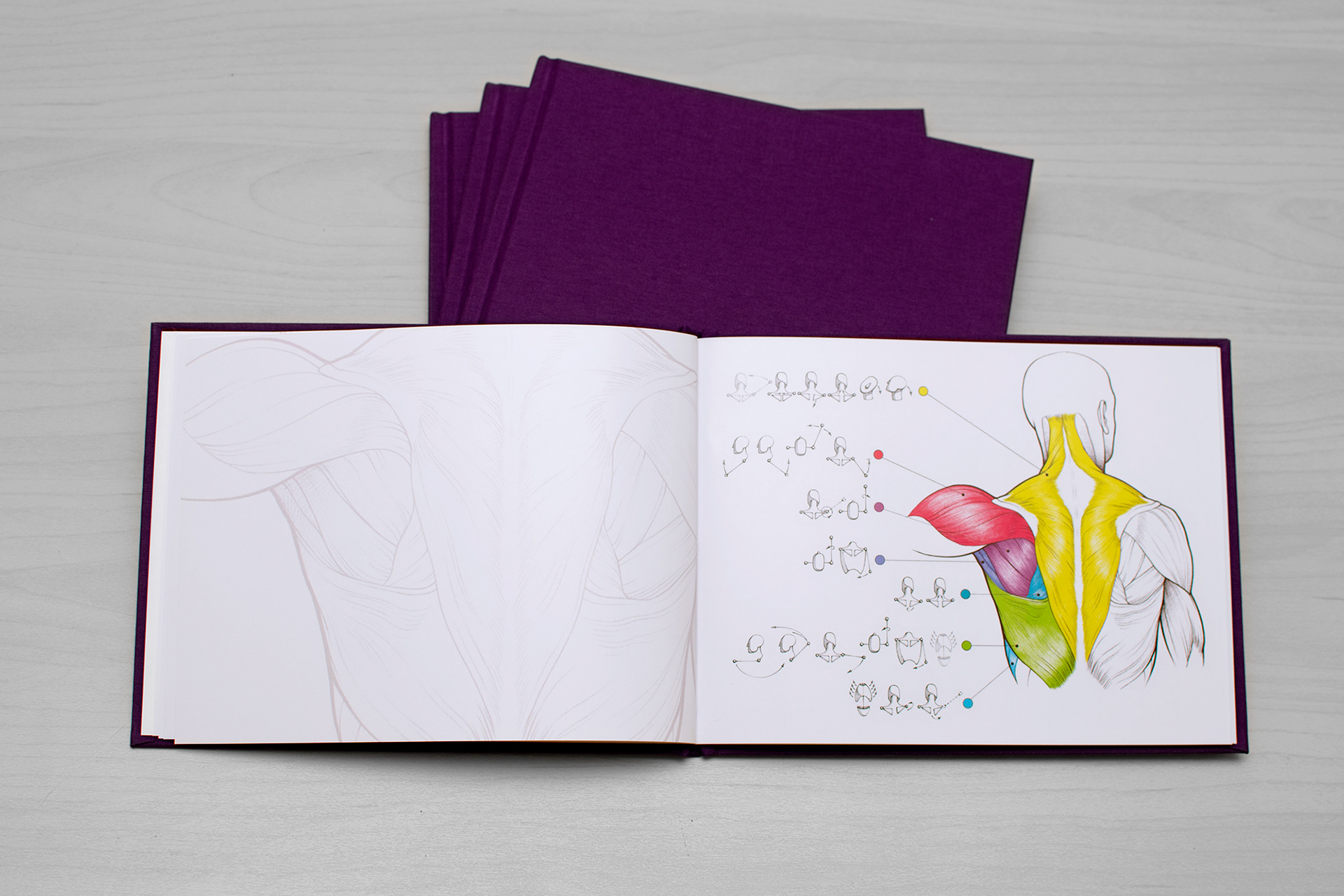 Book about the functions of muscles. Back muscles spread.