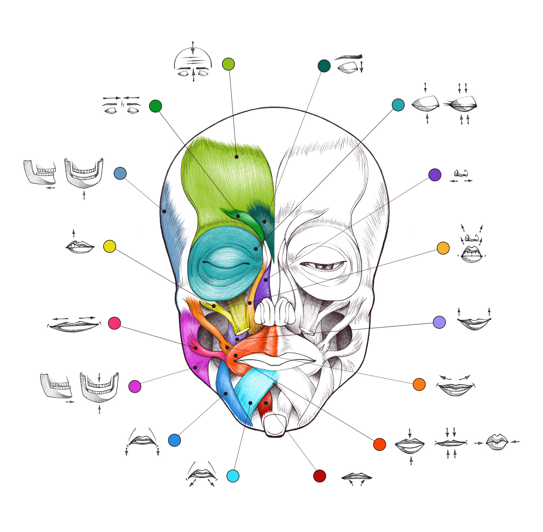 Book about the functions of muscles. Face muscles illustration.