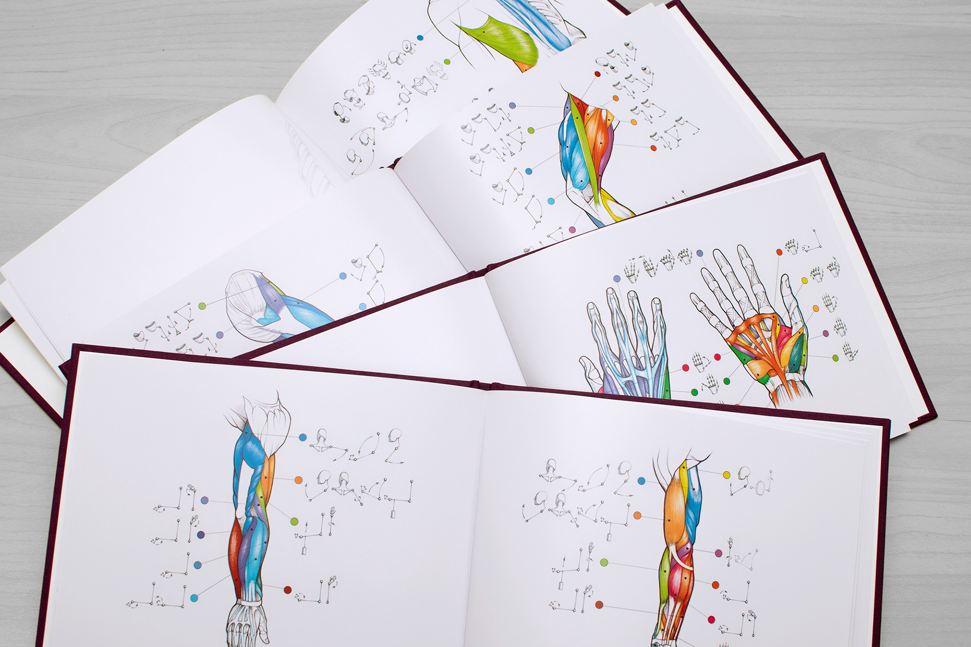 Book about the functions of muscles. Arm, hand, leg and torso muscles spreads.