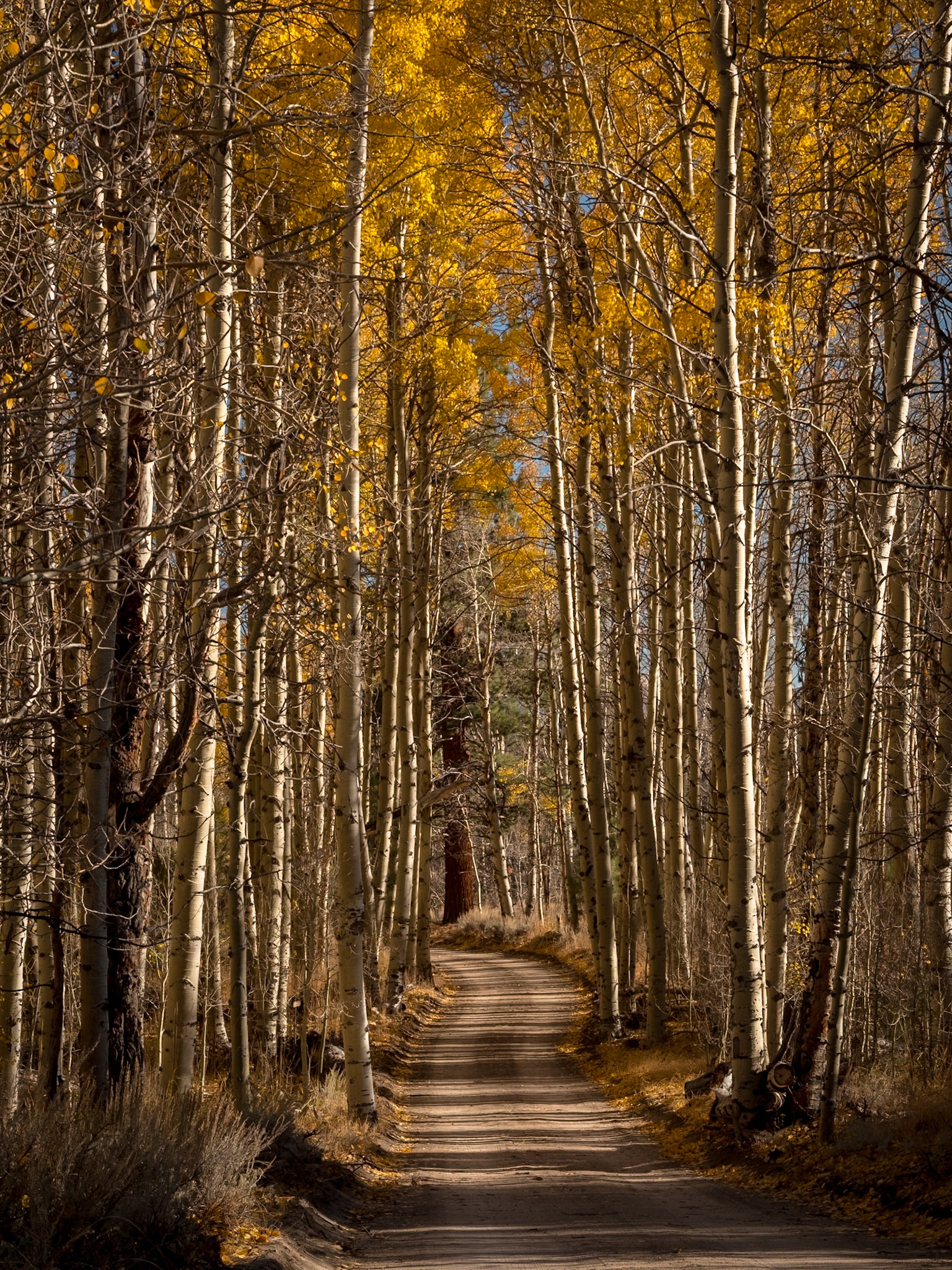 Through the Aspens