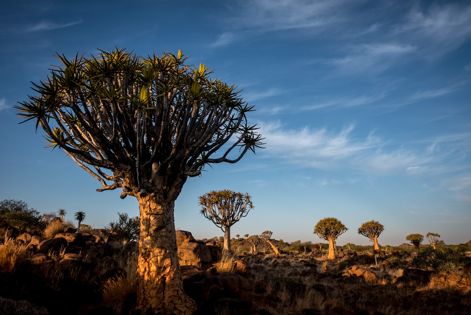 Quiver trees only grow in Namibia and north-western South Africa.  Usually solitary, this “forest” is an unusual grouping. They are a variety of Aloe 2-300 years old. San (bushmen) fashioned quivers for their arrows from the hollow branches.