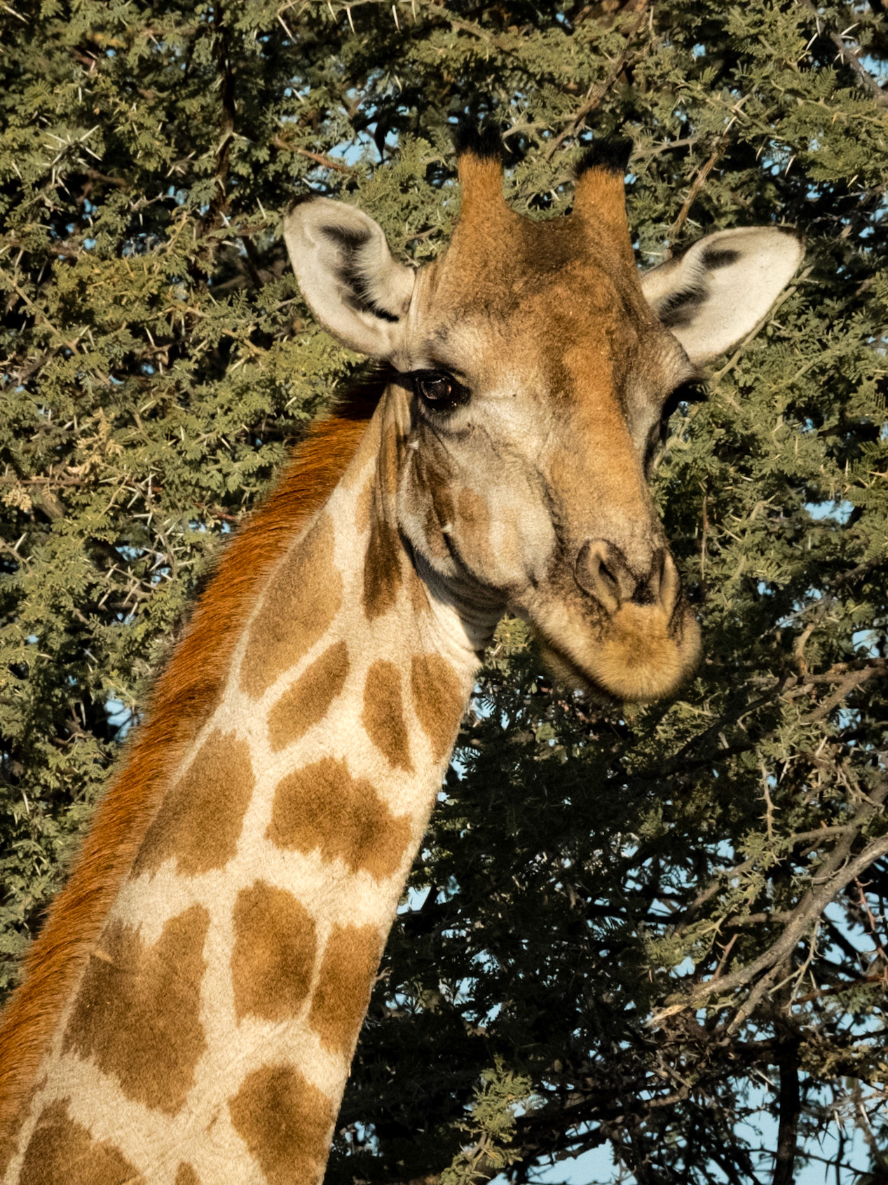Eating  a thorn tree