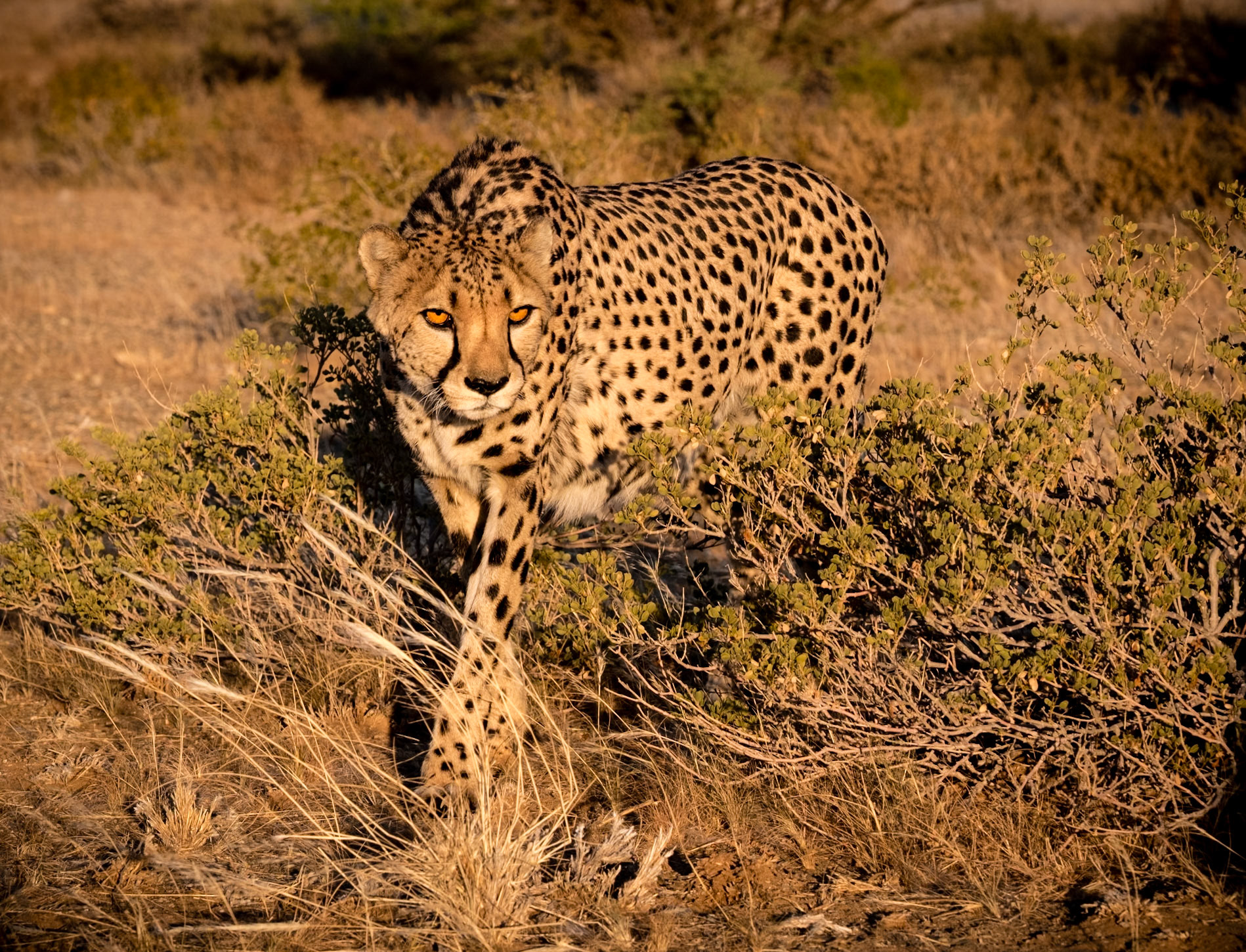Cheetah.  With an estimated population of 2,500, probably the largest number in any country.  The great majority live free on cattle ranches in north-central Namibia where they are in constant conflict with the farmer’s interests.  There are small populations in Etosha and the Kalahari.