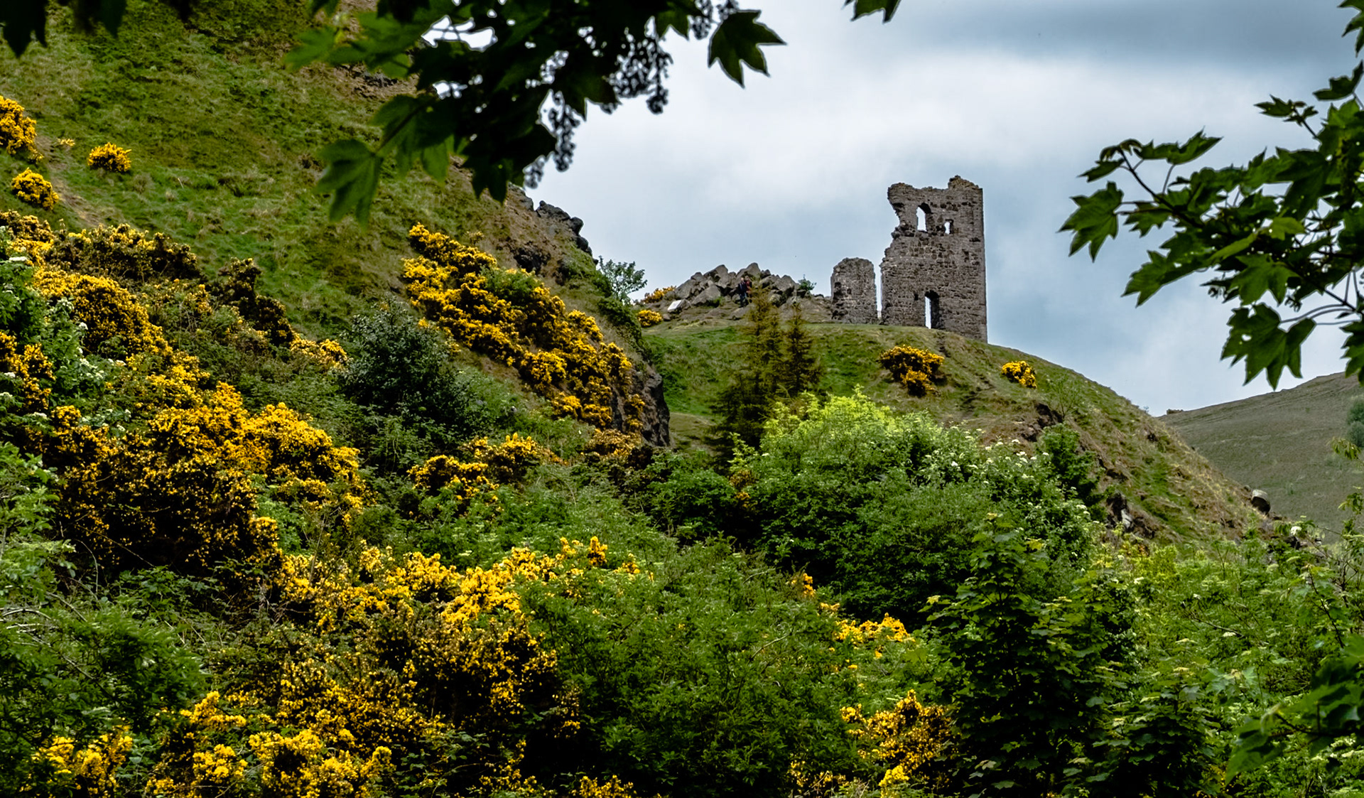 Gorse blooms are almost fluorescent