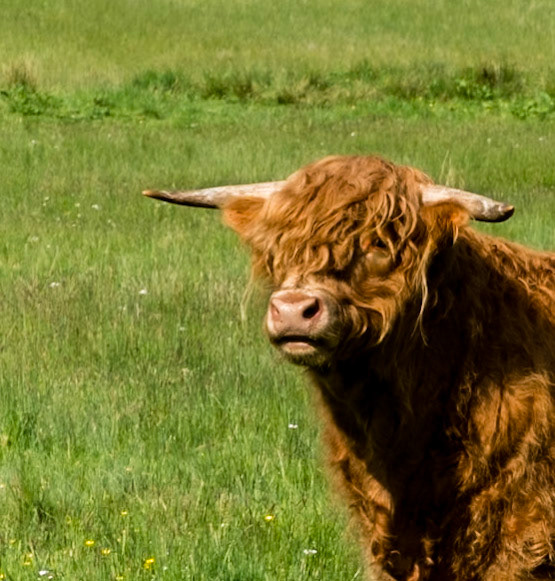 Highland Coo
