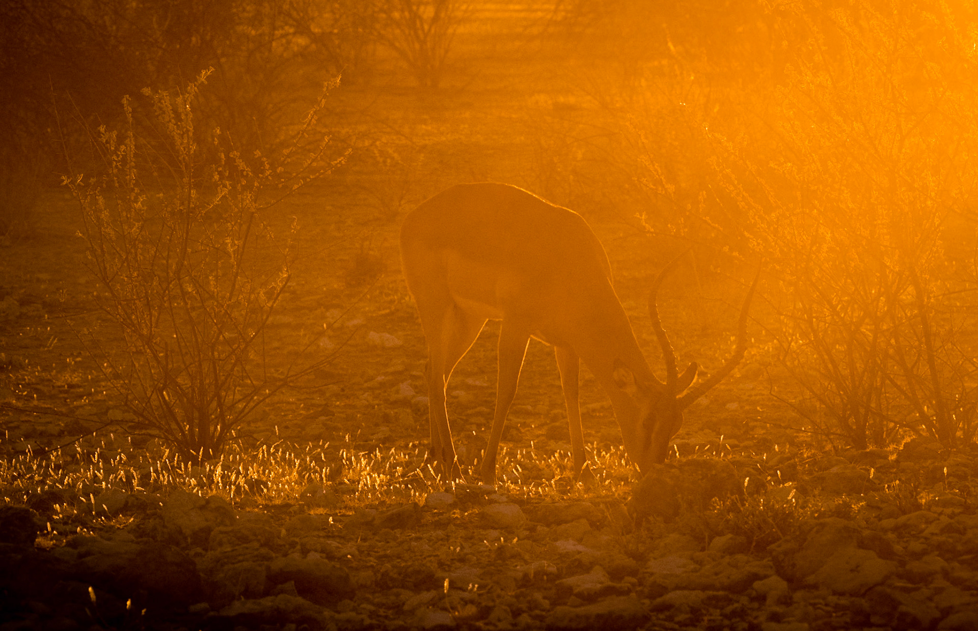 The Springbok came out of the brush to graze  The largest population in southern Africa is in Namibia. They have adapted to go for months on end with the only water coming from the plants they eat. Their name derives from a habit of springing or pronking in a straight-legged leap.