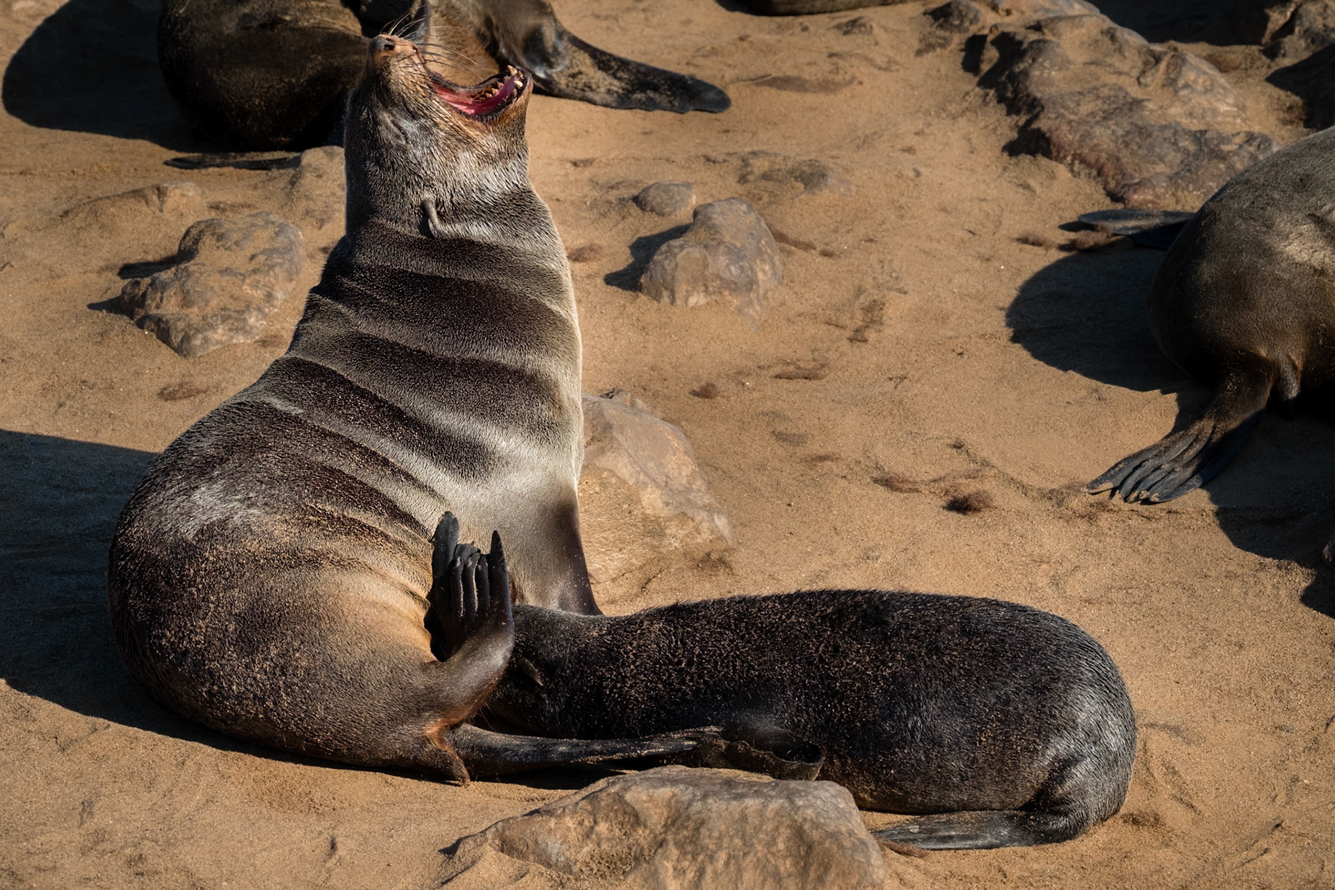 Cape fur seals have ears and are therefore not regarded as true seals.  They can use their hind flippers on land by turning them forward under the body to move about. Cape Cross colony. Of the 24 breeding sites in the world, Cape Cross is one of only 6 that are on the mainland.  80-100,000 live at Cape Cross.  Two thirds of the worlds population of Cape fur seals live on the Namibian coast mainly on offshore islands.The main predators are Brown Hyaena and Black-Backed Jackal on land and sharks and killer whale at sea.Pups are born in November and December. Have black coats.