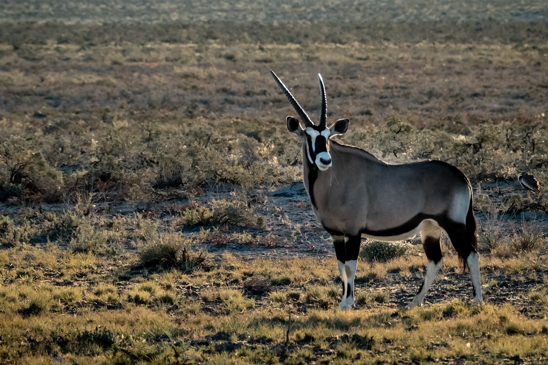 Gemsbok (Oryx), the national antelope, are common in desert and savannah.  They have adapted to go for months on end with the only water coming from the plants they eat.  They have evolved an elaborate metabolism that allows them to run a very high body temperature up to 113 degrees with a system of nasal air passages and blood vessels to cool the blood before it enters the brain.