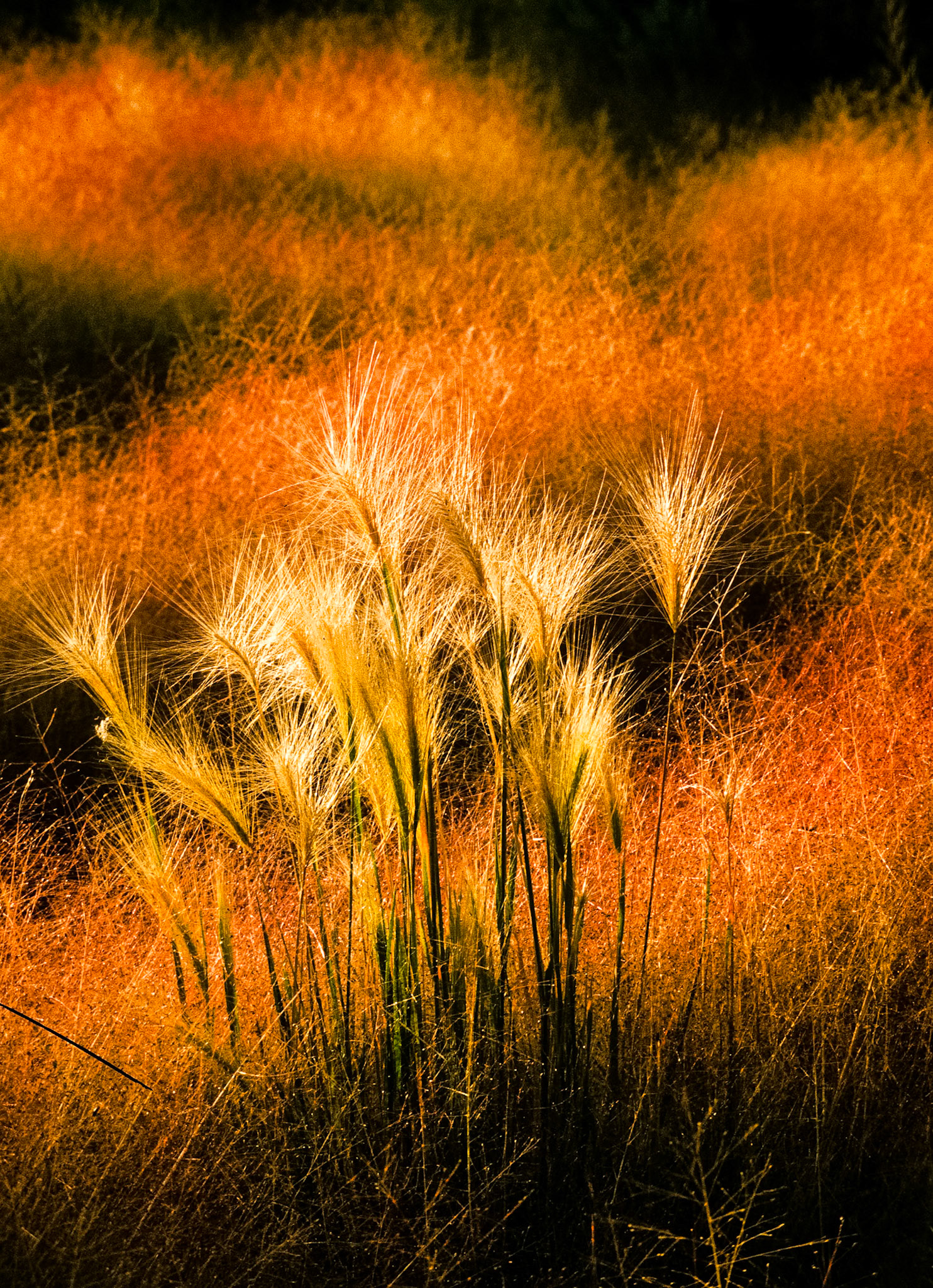 Dawn in grasses adjacent to Mono Lake. The side and back lighting created a glow for about twenty minutes. Scanned film image of the grasses that used to be a fixture at Mono Lake. Rising water levels has eliminated them.