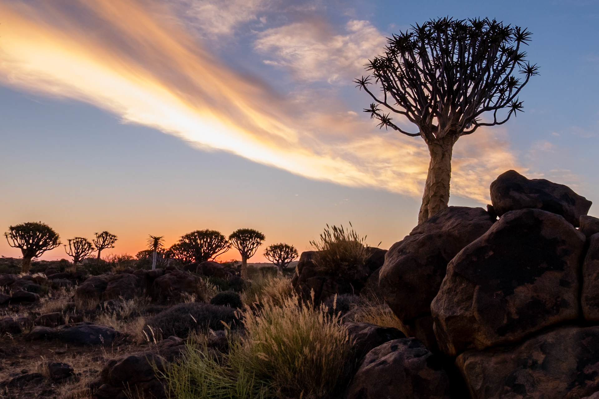 Quiver trees only grow in Namibia and north-western South Africa.  Usually solitary, this “forest” is an unusual grouping. They are a variety of Aloe 2-300 years old. San (bushmen) fashioned quivers for their arrows from the hollow branches.