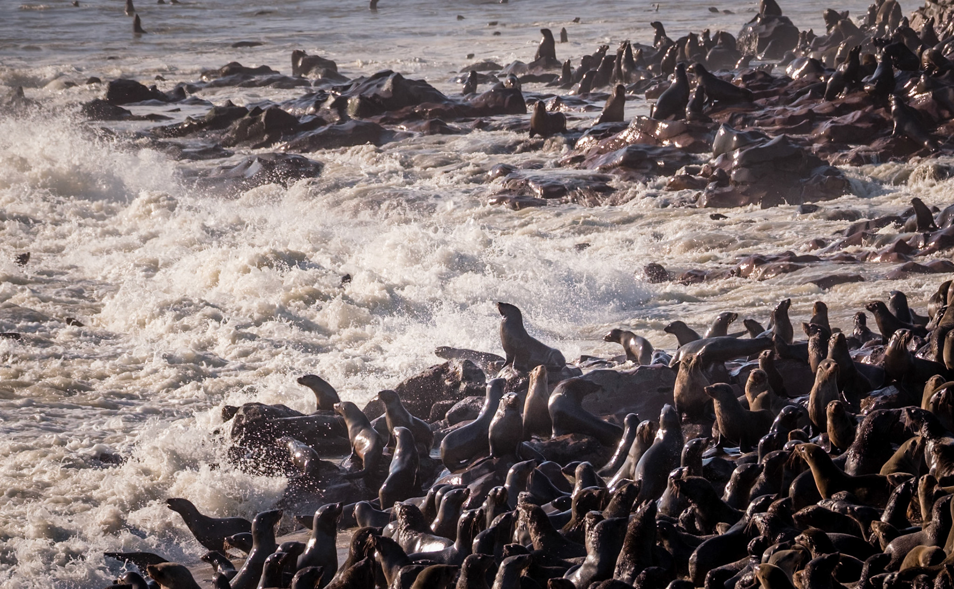 Cape fur seals have ears and are therefore not regarded as true seals.  They can use their hind flippers on land by turning them forward under the body to move about. Cape Cross colony. Of the 24 breeding sites in the world, Cape Cross is one of only 6 that are on the mainland.  80-100,000 live at Cape Cross.  Two thirds of the worlds population of Cape fur seals live on the Namibian coast mainly on offshore islands.The main predators are Brown Hyaena and Black-Backed Jackal on land and sharks and killer whale at sea.Pups are born in November and December. Have black coats.