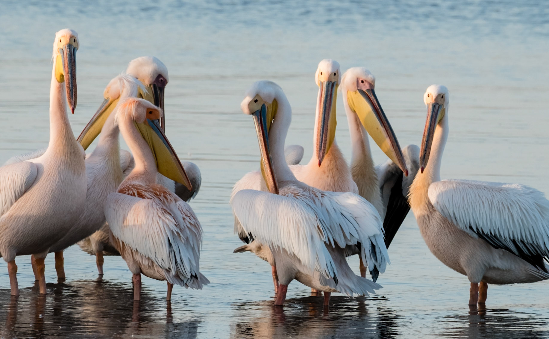 Walvis Bay is an important breeding ground for Great white pelicans. Flocks of several thousand are common. These are large birds with wingspans of 7 to 10 feet and body weights of 20+ pounds.  They appear awkward in landing and takeoff but are elegant once airborne.