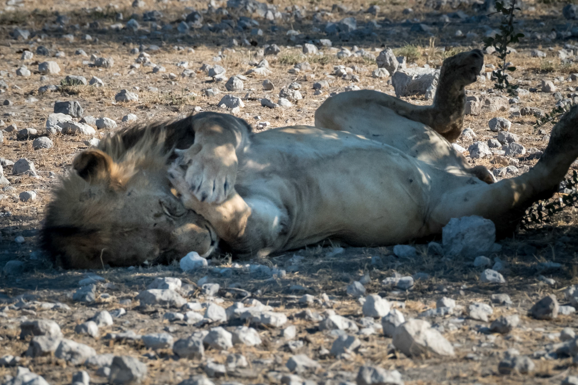 Lion Spend up to 20 hours a day just lying around or sleeping.  The other four hours are spent hunting and marking territory.
