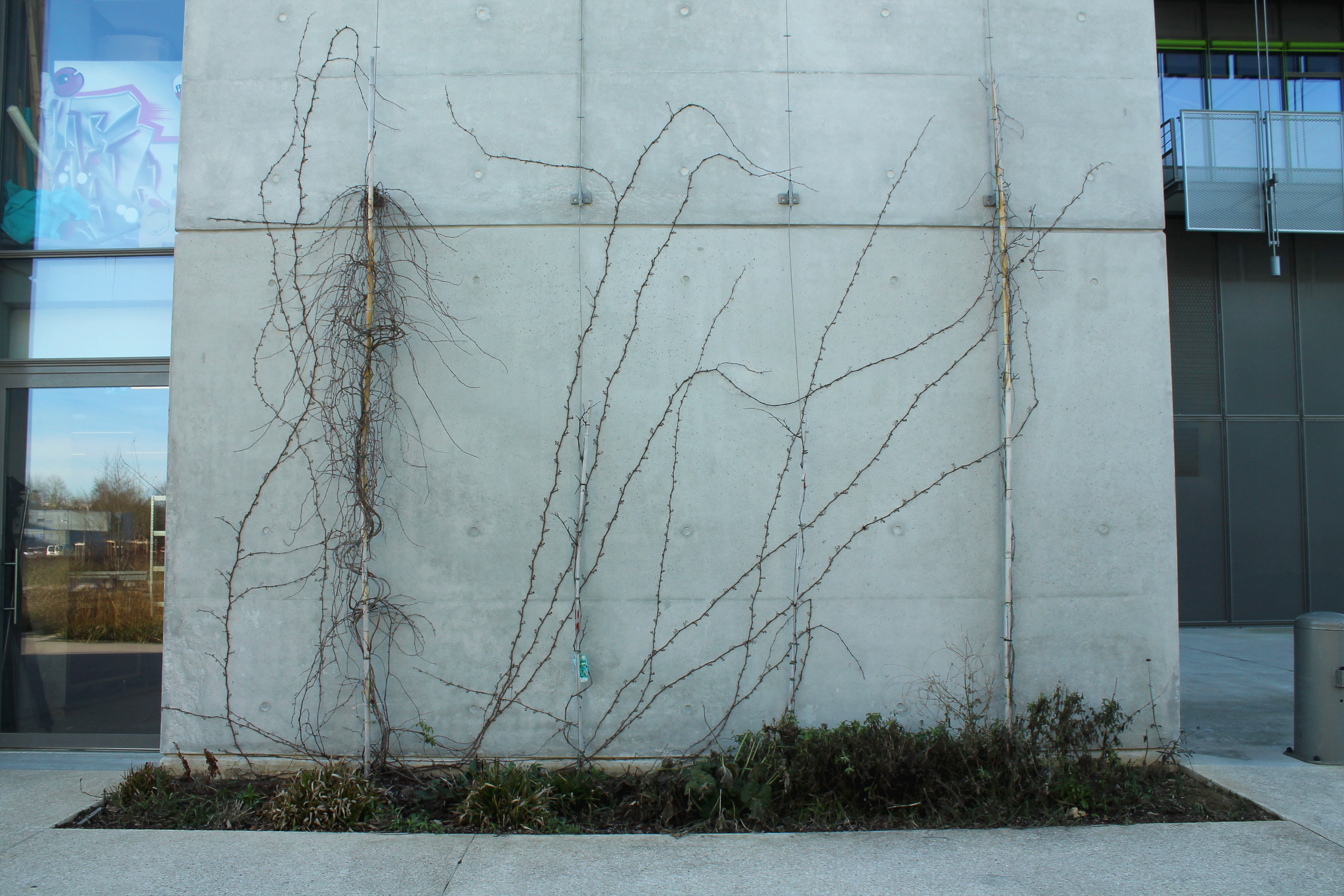 Place accordée au vivant sur le campus