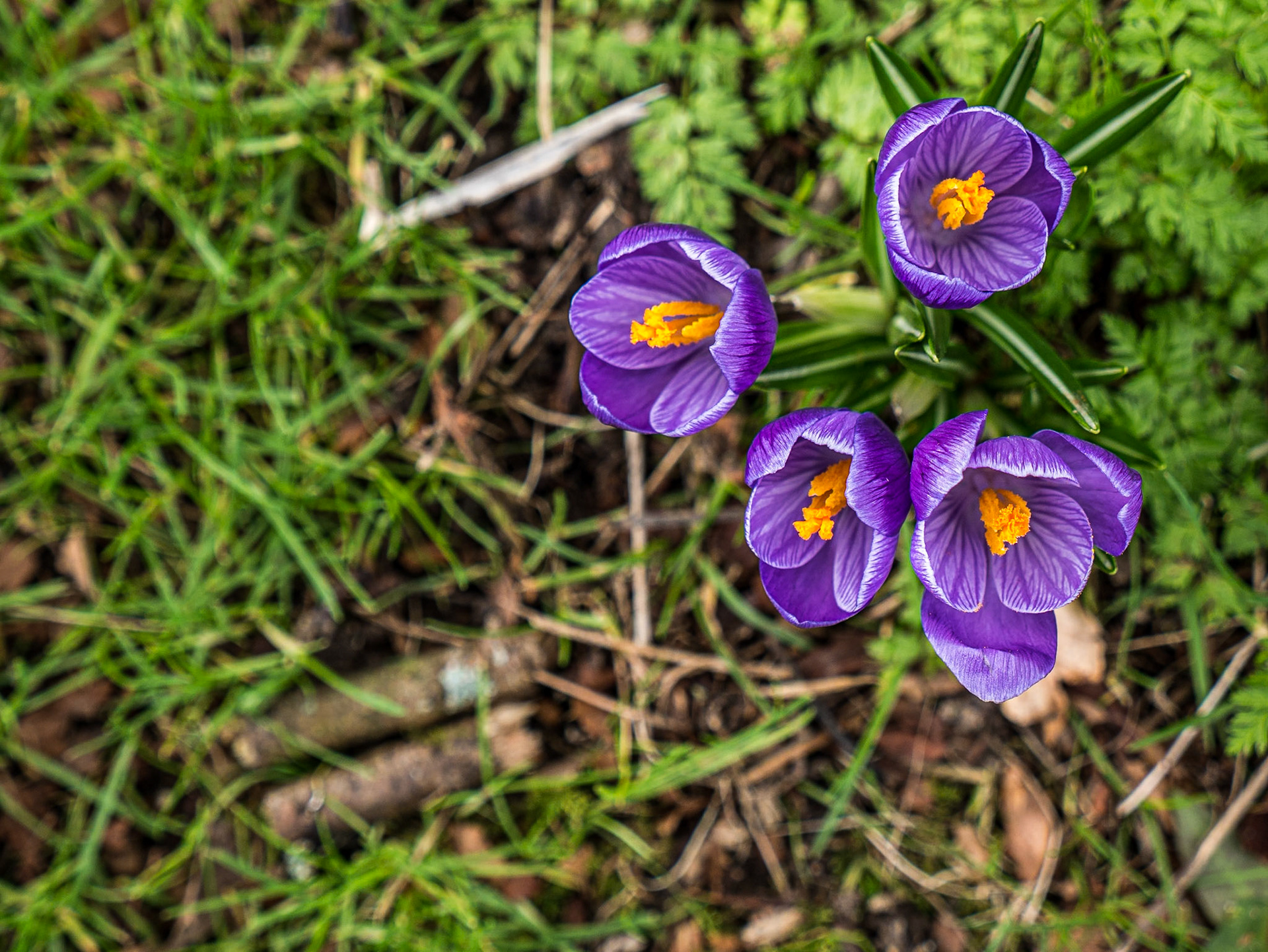 Flowers in a garden on the Moyglare Road, Co Kildare, 18 Feb 2015