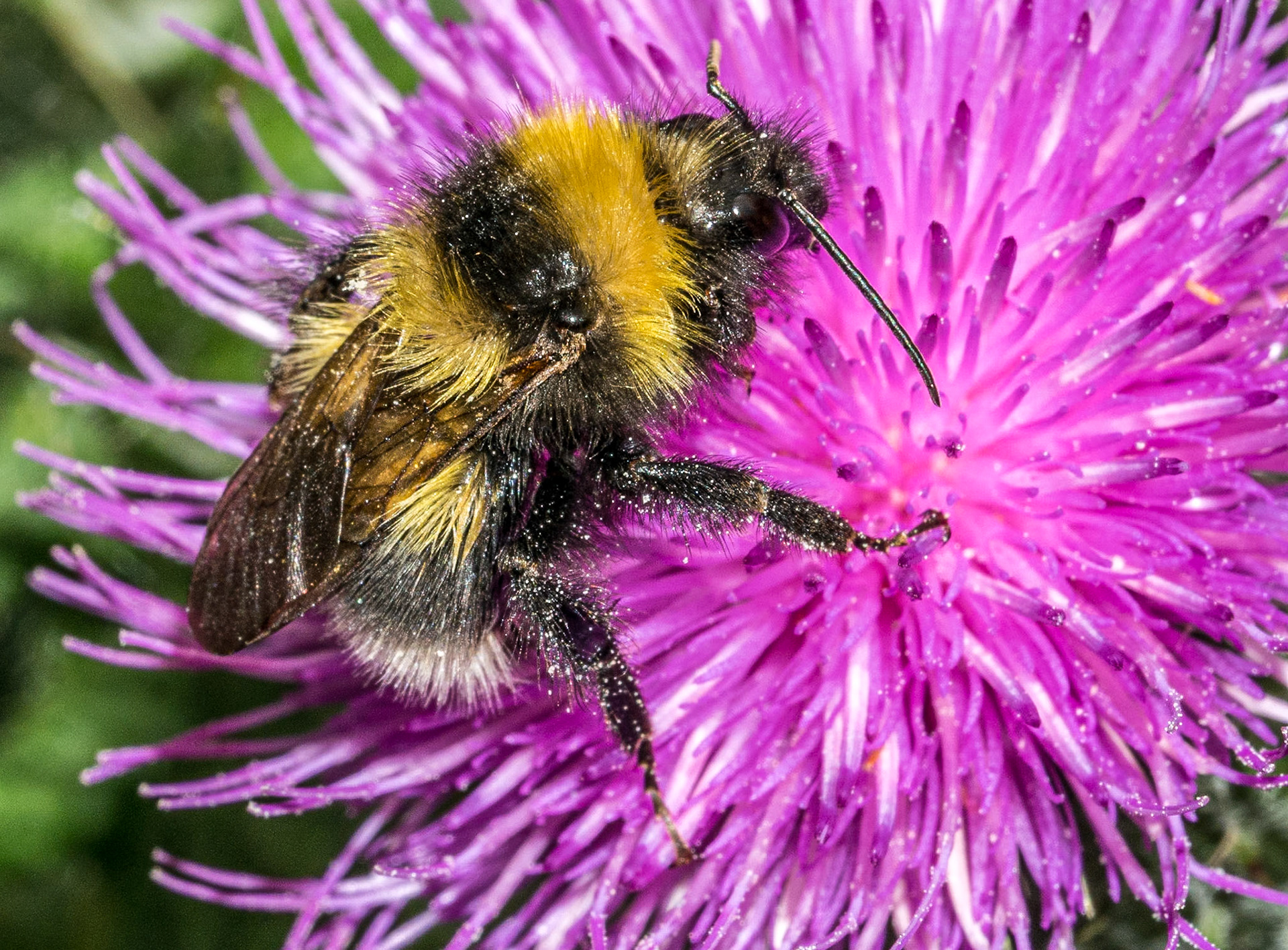 Bumblebee, Barnaslingan, Co Dublin, 7 Aug 2015