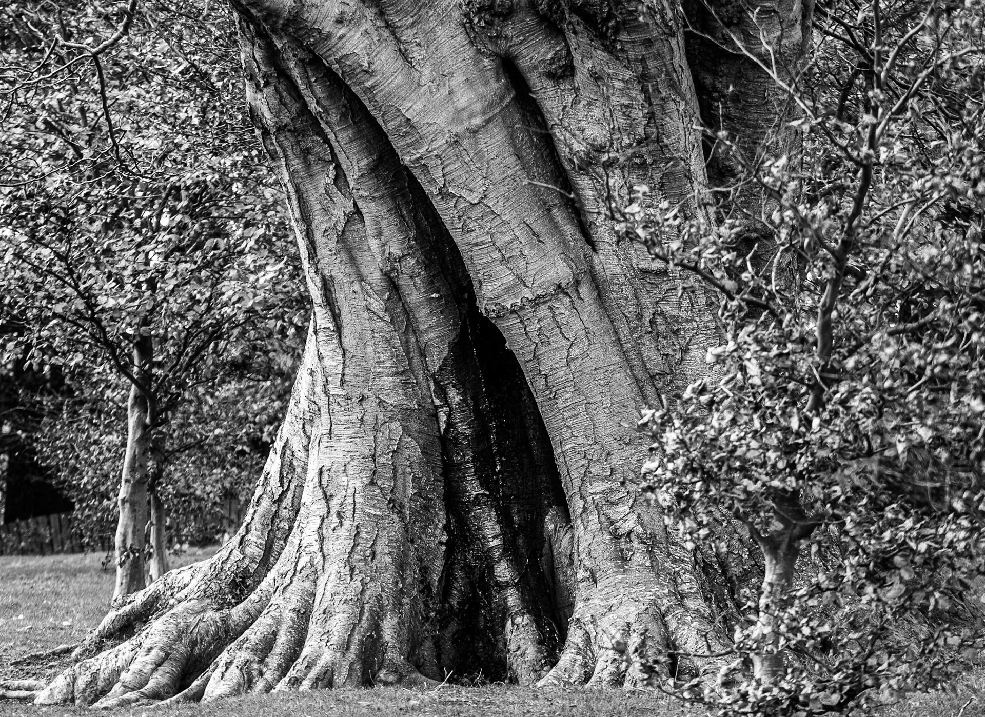Powerscourt Estate, Co Wicklow, 16 Nov 2014