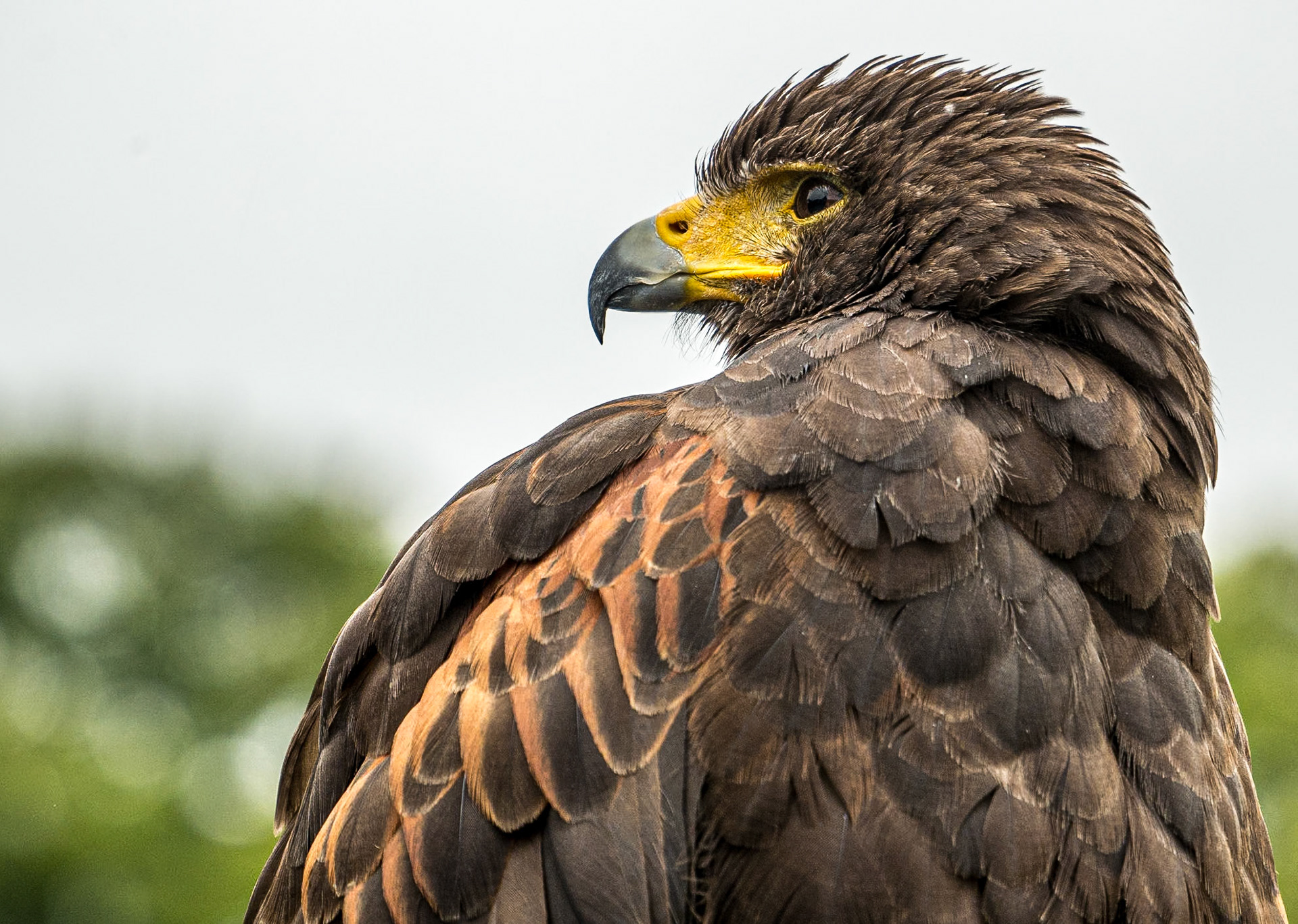 Bird of Prey Centre, Russburough House, 14 Aug 2016