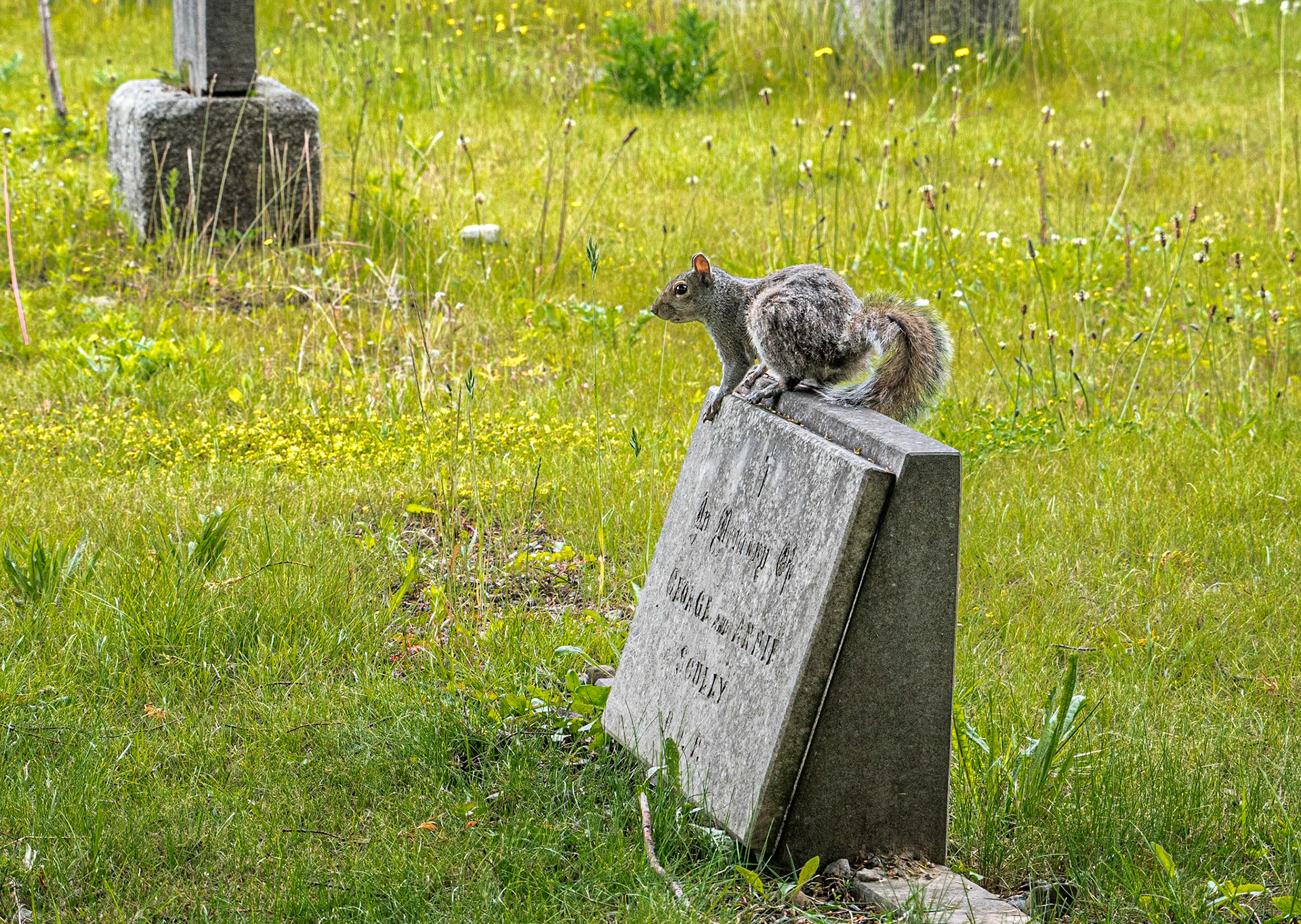 Squirrel, Glasnevin Cemetery, Dublin, 25 Jun 2019