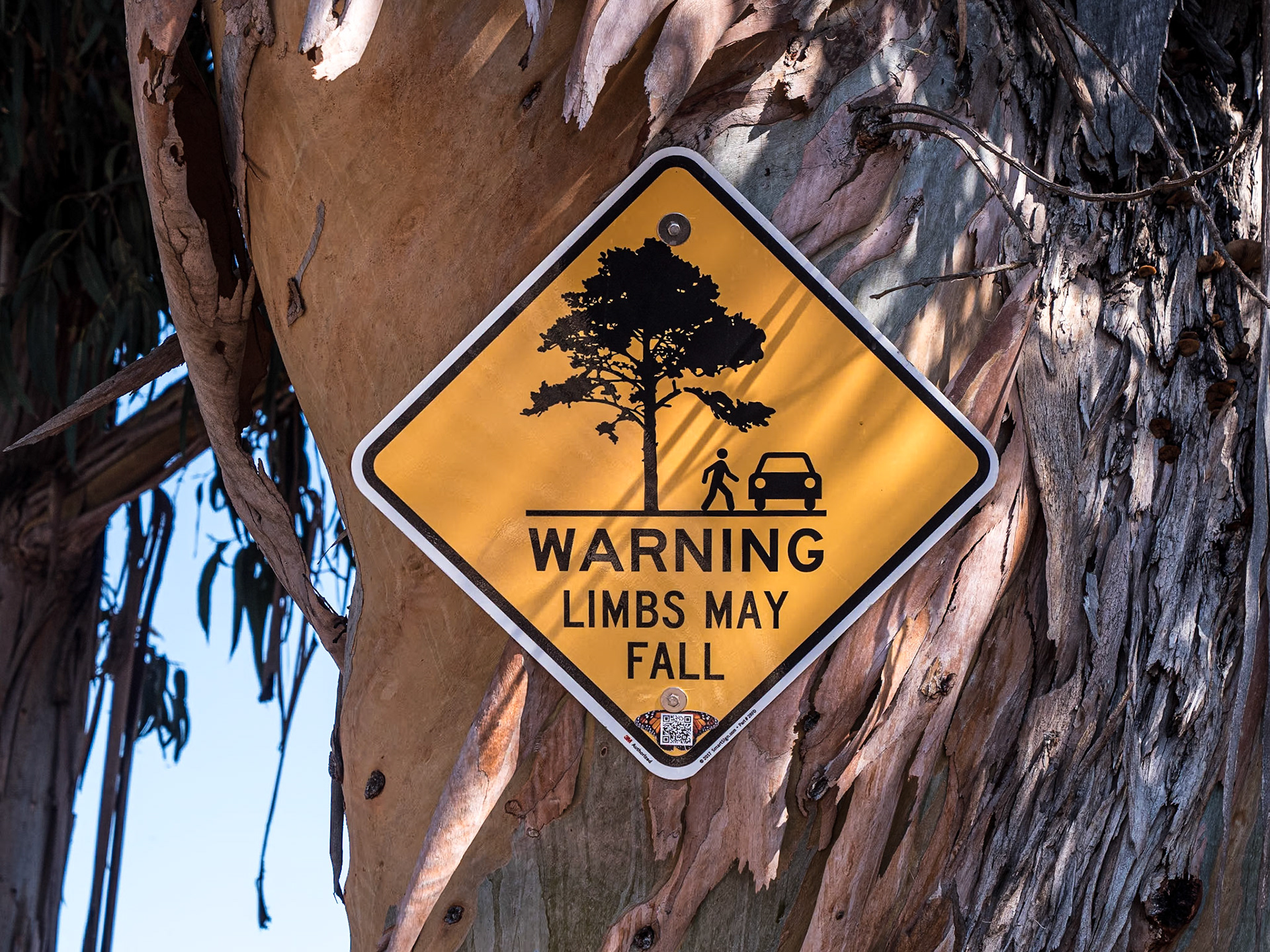 Monarch Butterfly Grove, Pismo Beach, California, 25 Jan 2024
