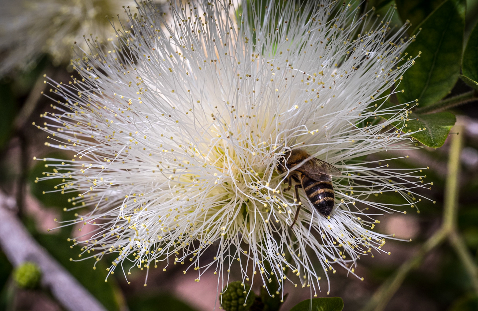 Calliandra haematocephala, Hijuela del Botánico, La Orotava, Tenerife, 30 Jan 2022