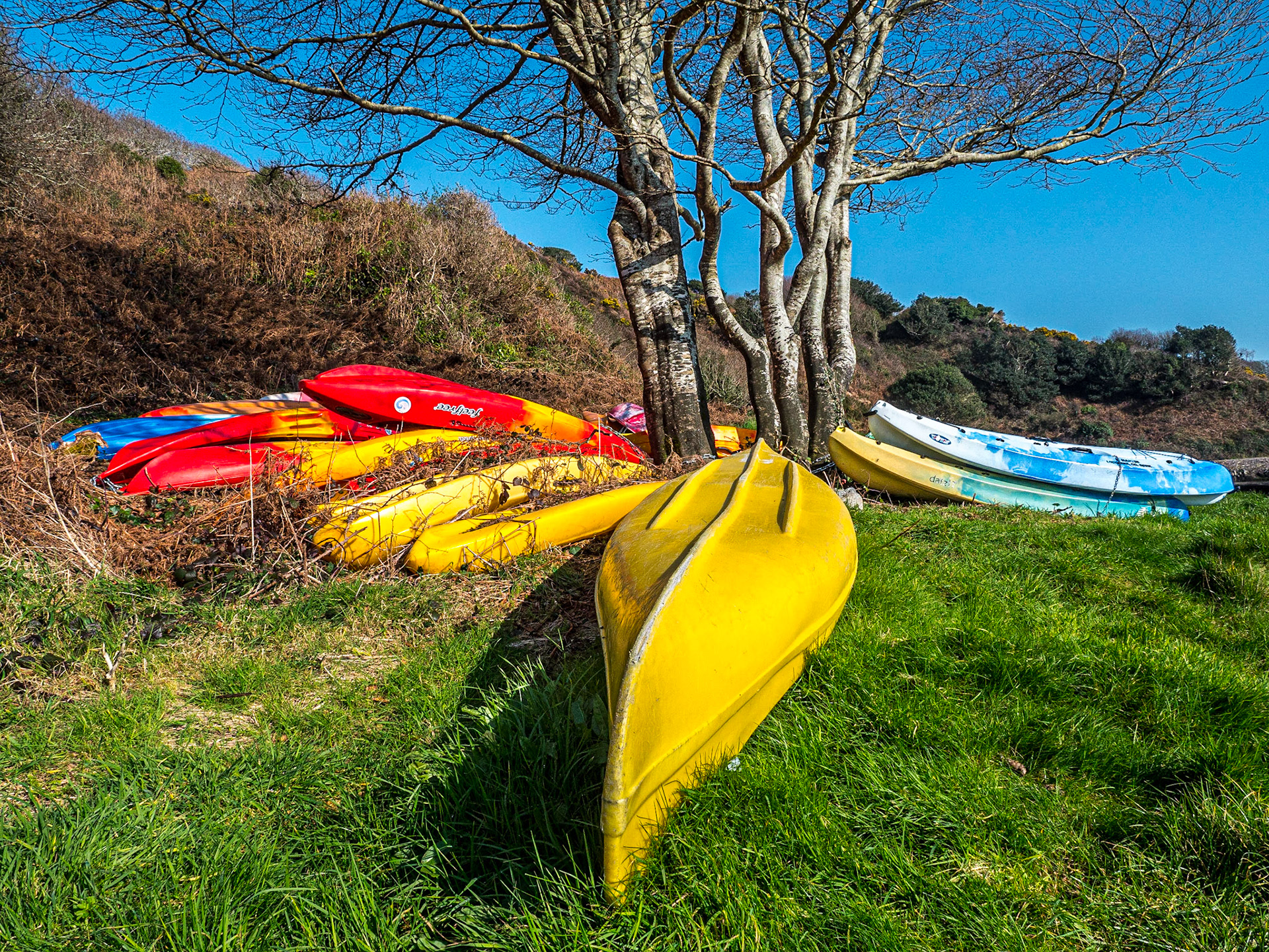 Lough Hyne (North edge), Co Cork, 26 Feb 2019