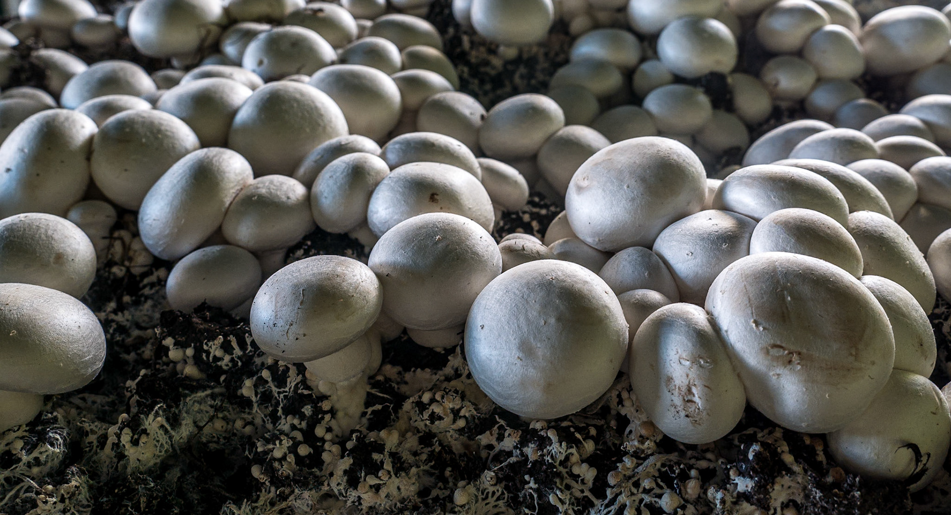 Bloom, Phoenix Park, 28 May 2015