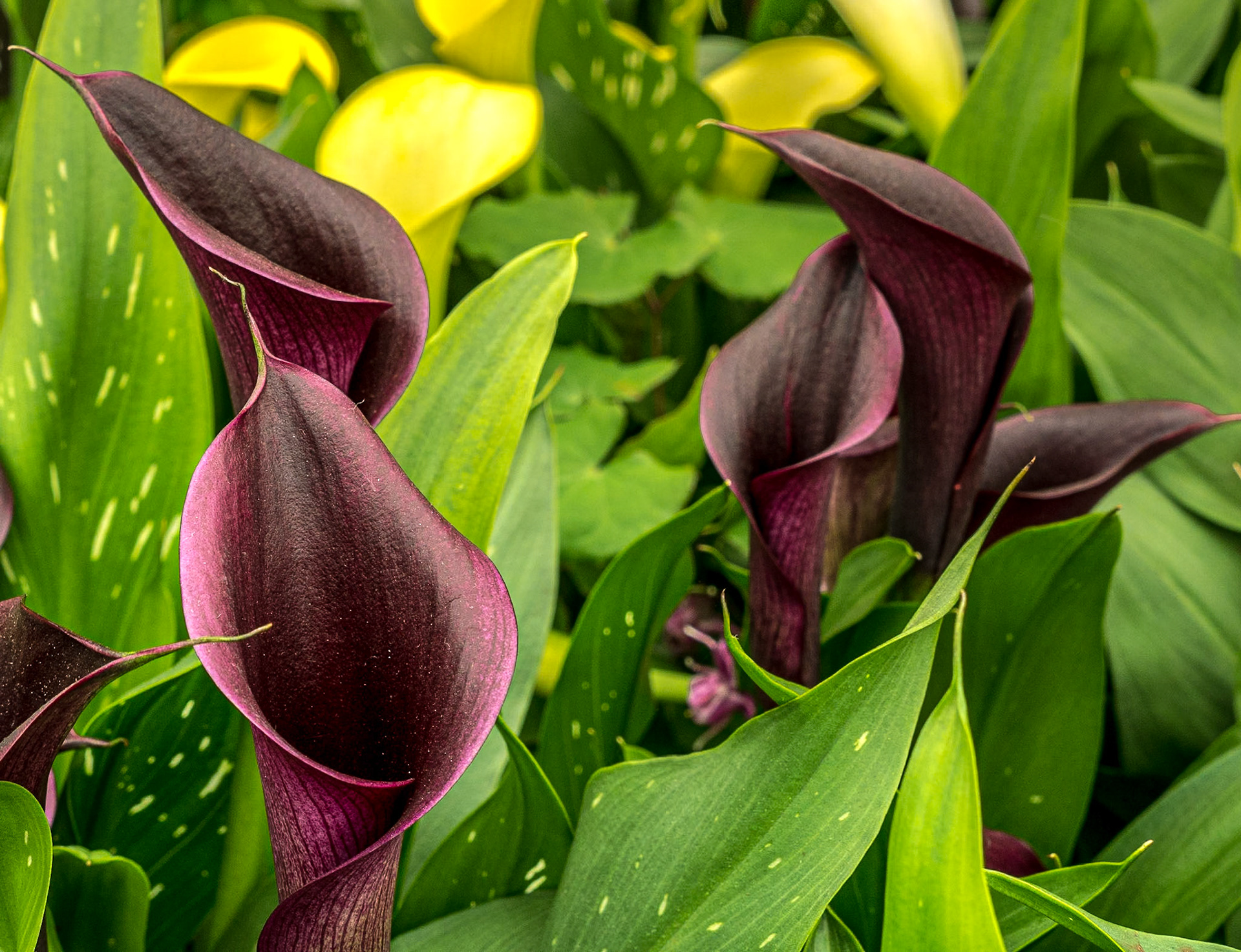 Bloom in the Park garden festival, Dublin, 3 Jun 2016
