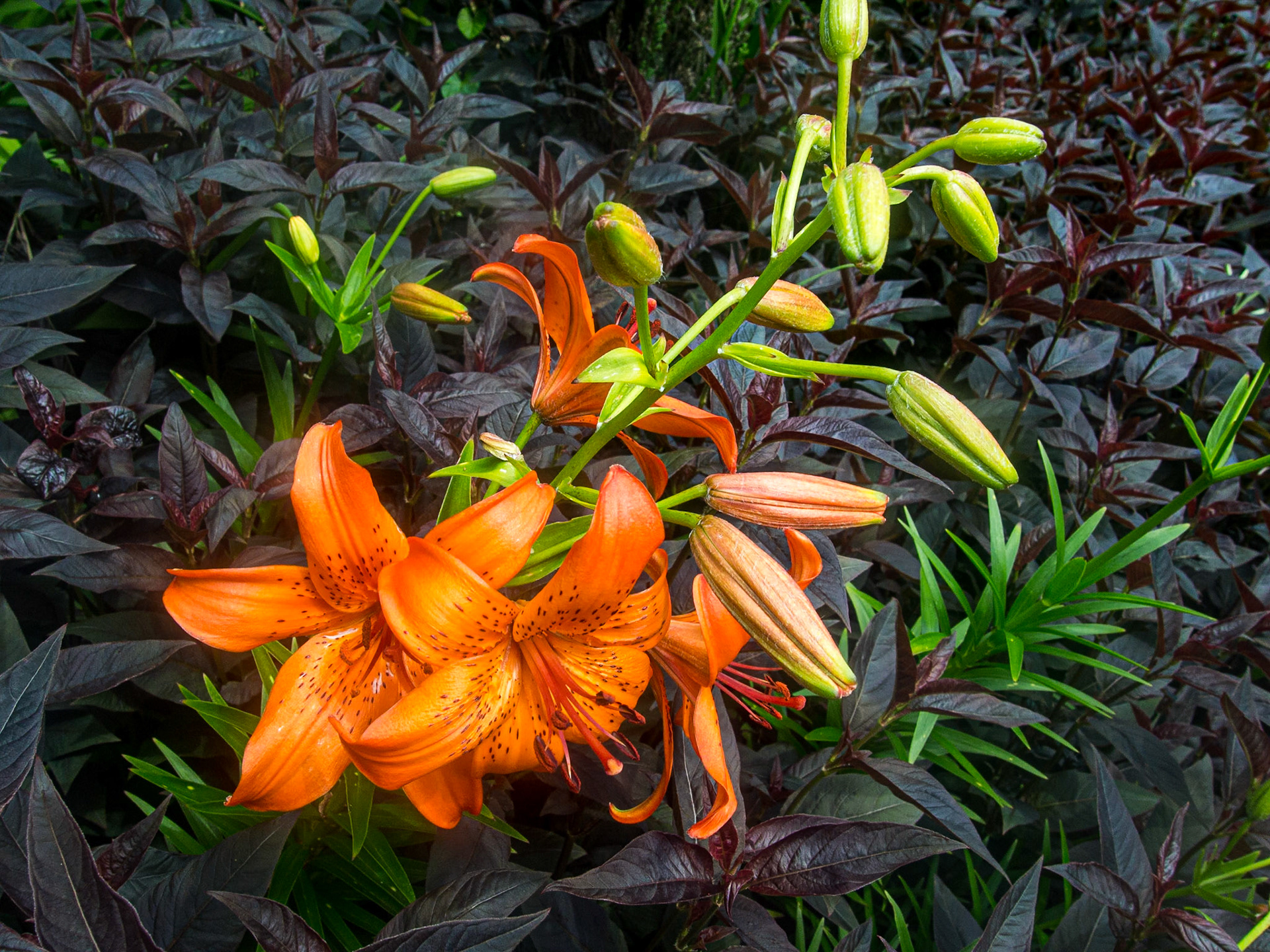Garden exhibition centre, Kilquade, Co Wicklow, 16 Jun 2013