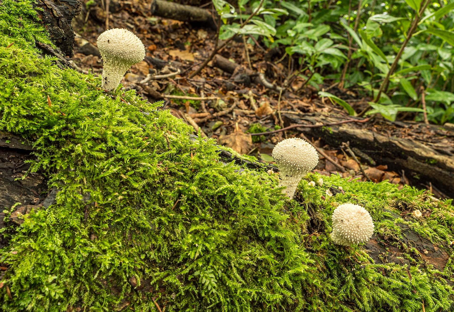 Massy's Estate, Co Dublin, 3 Aug 2023