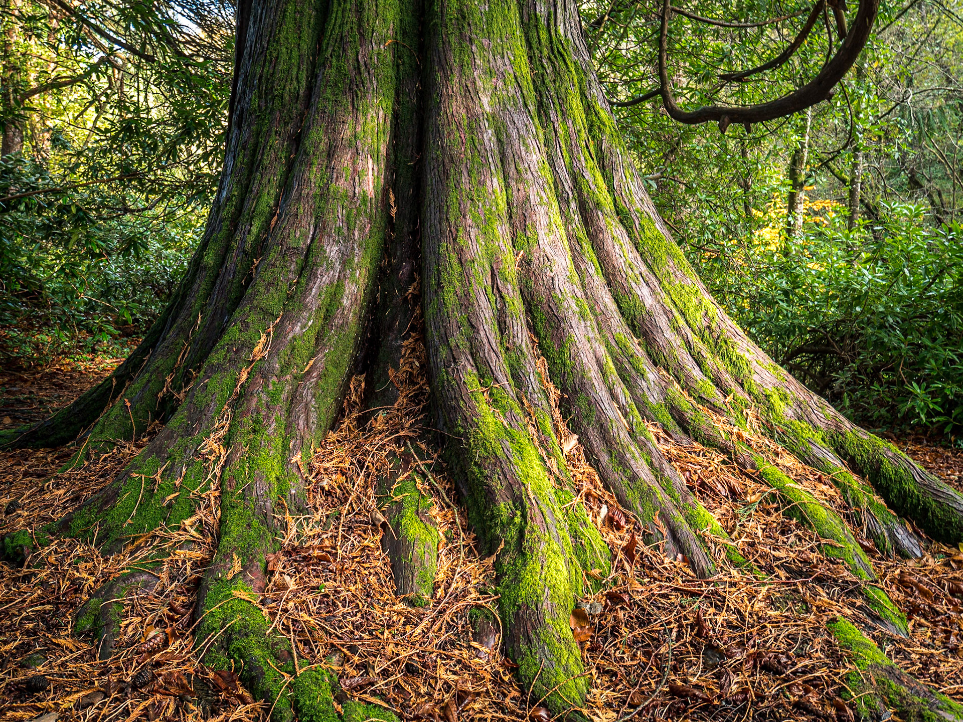 Redwood, Powerscourt Demesne, Co Wicklow, 14 Nov 2019