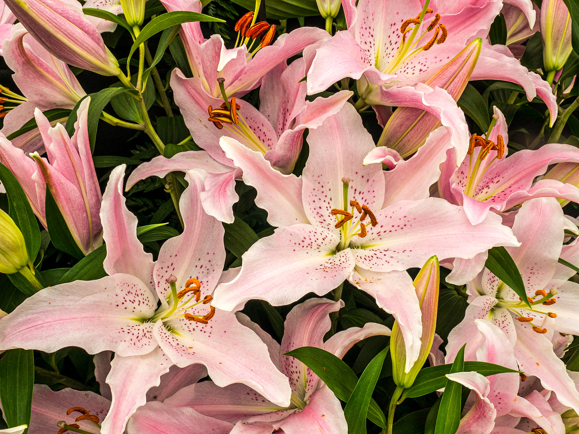 Bloom in the Park garden festival, Dublin, 3 Jun 2016