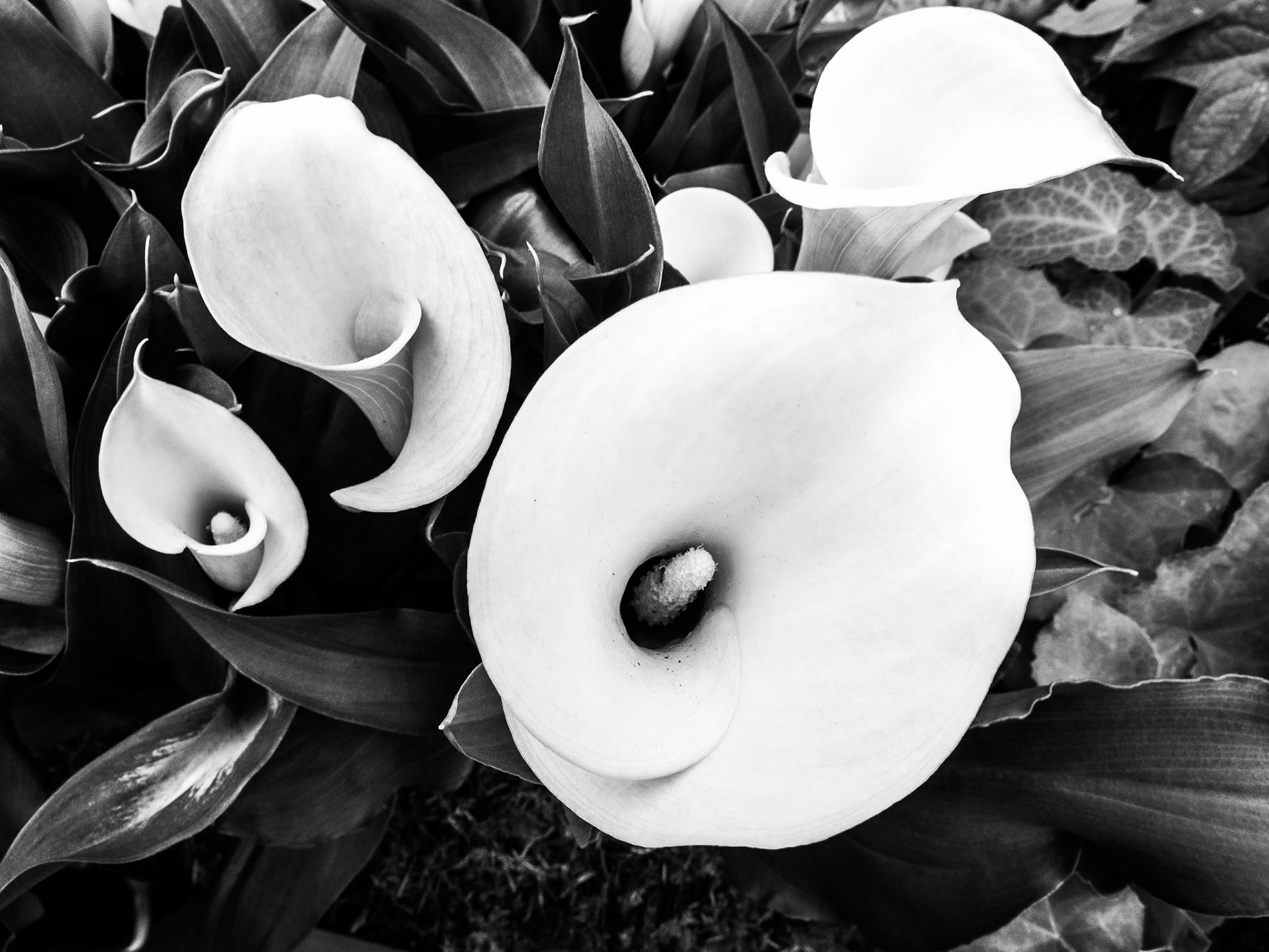 Plant hall, Bloom, Phoenix Park 28 May 2015