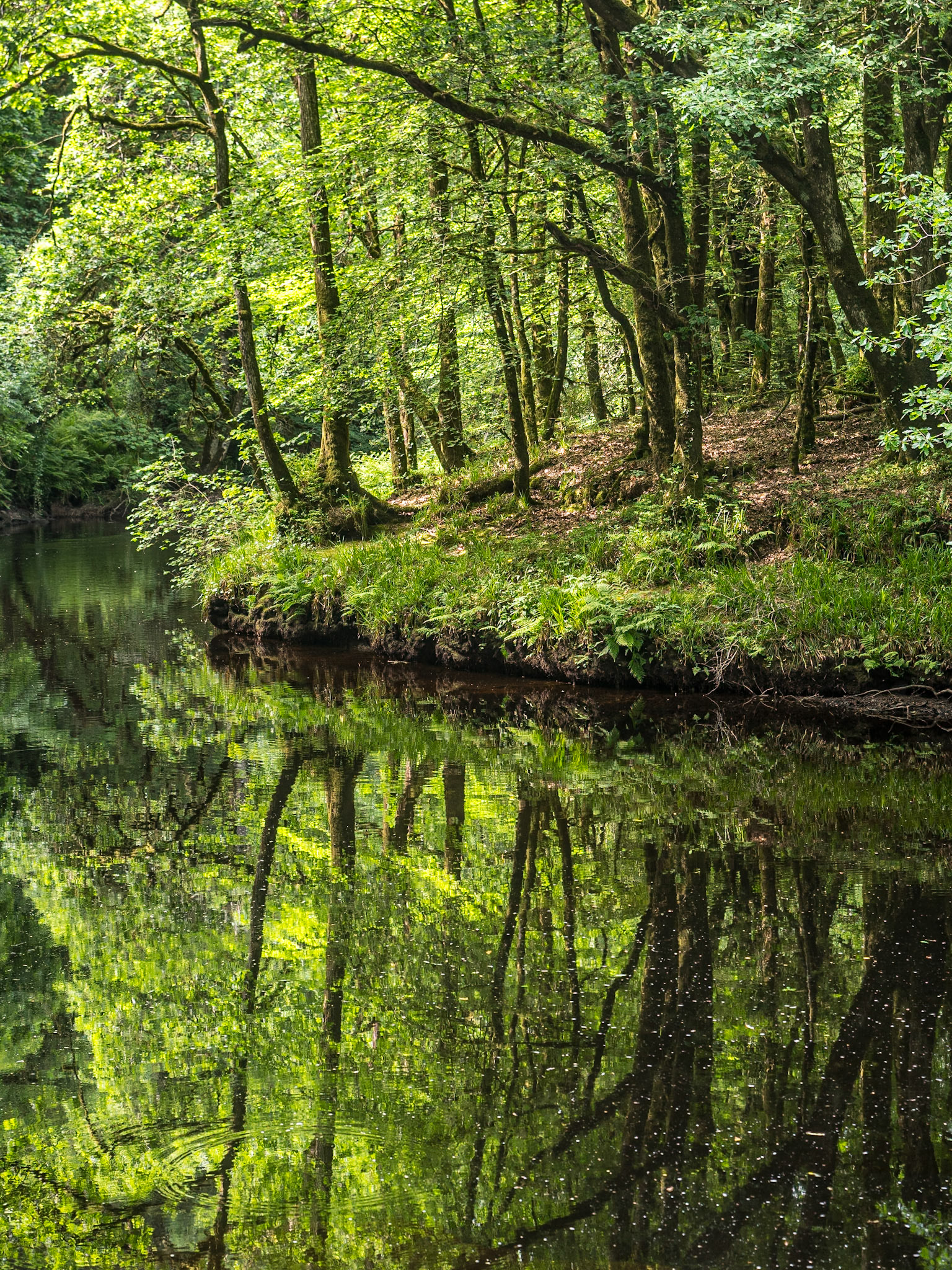 Avondale Forest Park, Co Wicklow, 2 Jun 2025