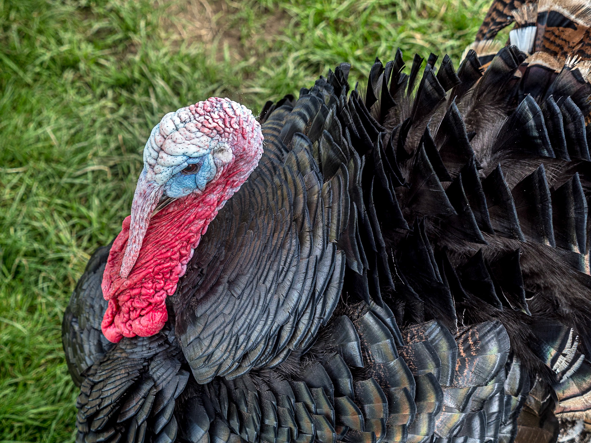 Grounds of Newbridge House, Co Dublin, 21 Sep 2020