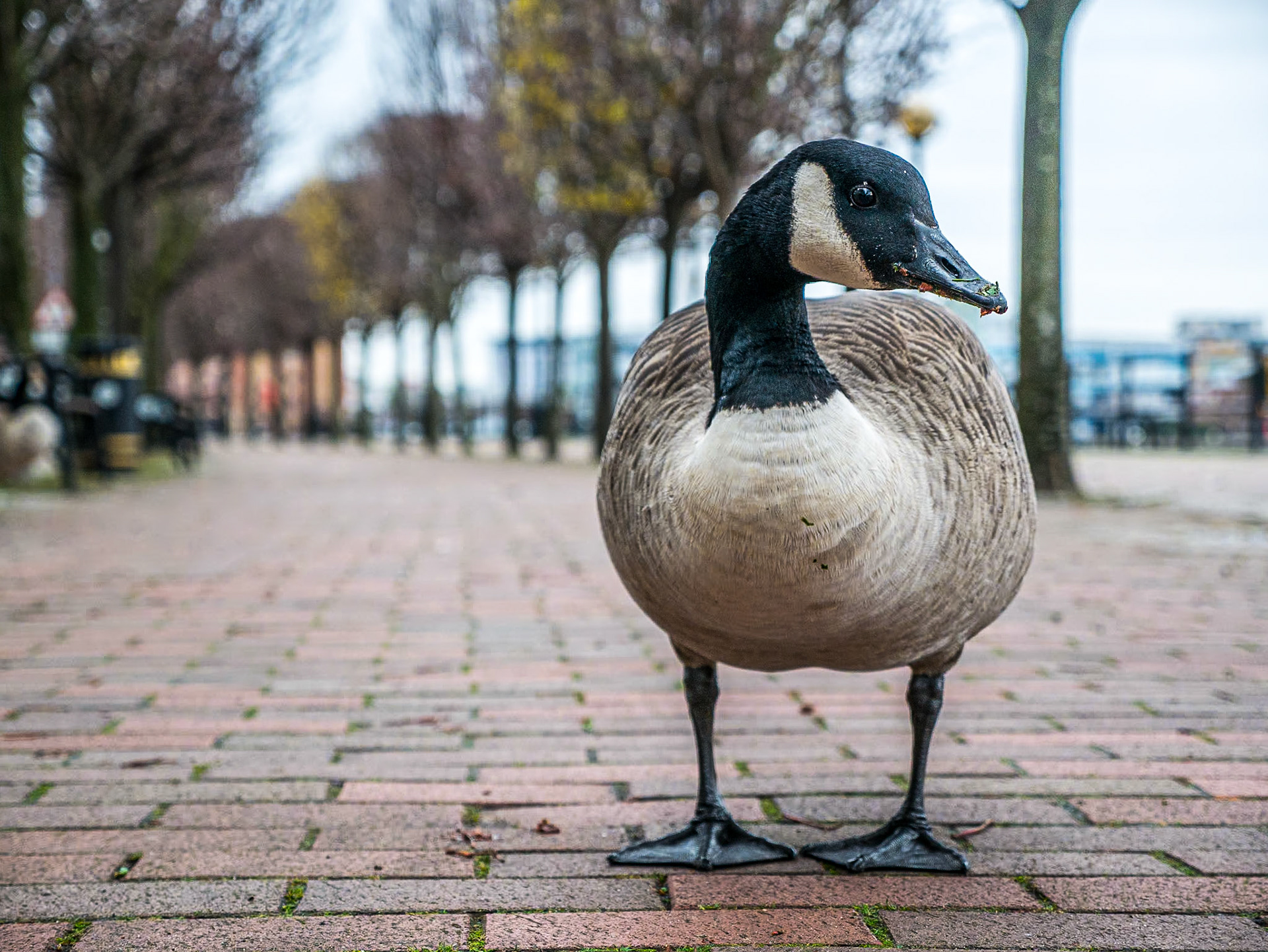 Canada Geese, Salford Quays, Manchester, 9 Dec 2014